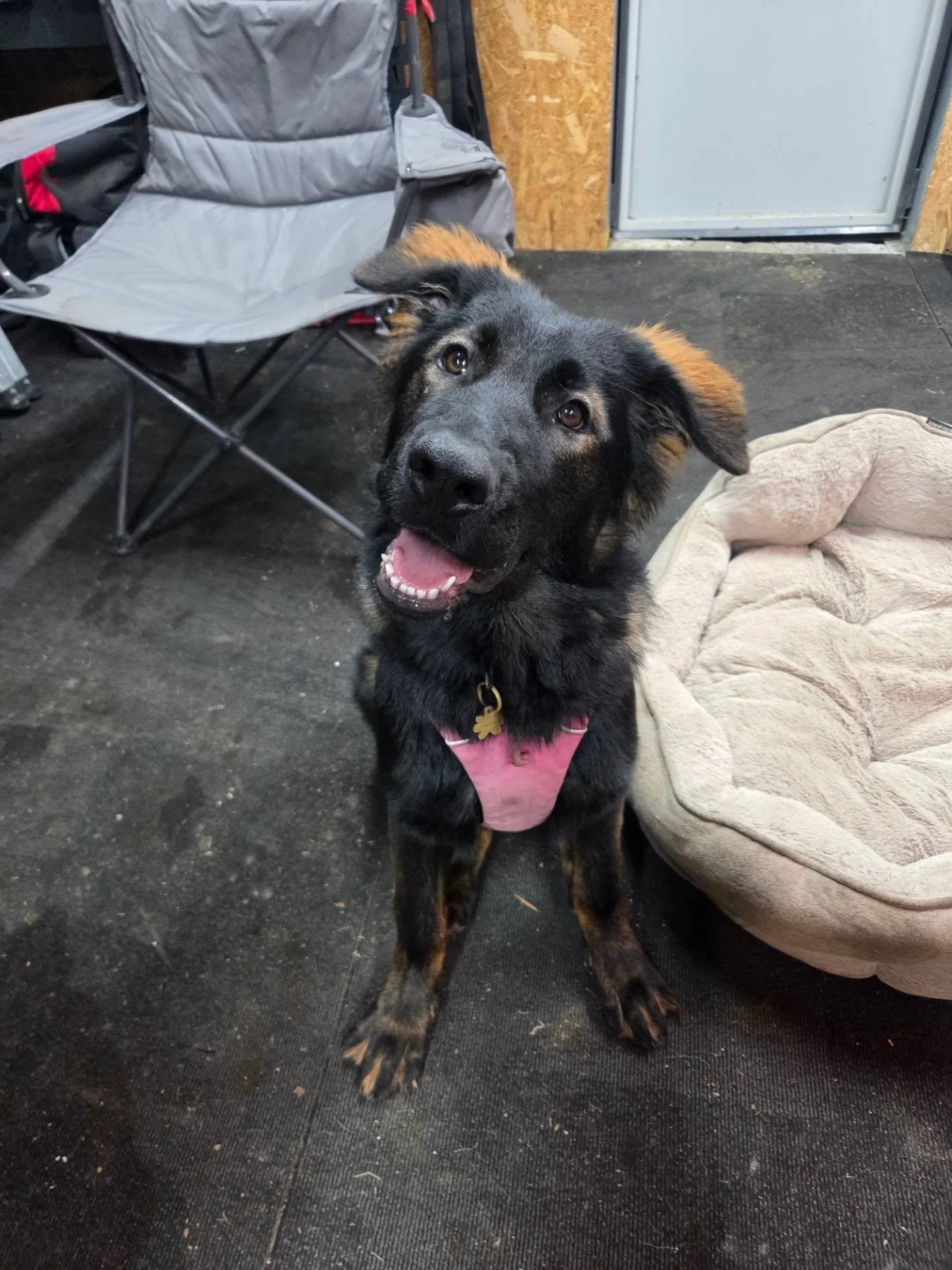 A large black German Shepherd puppy with floppy ears is head tilting at the camera 