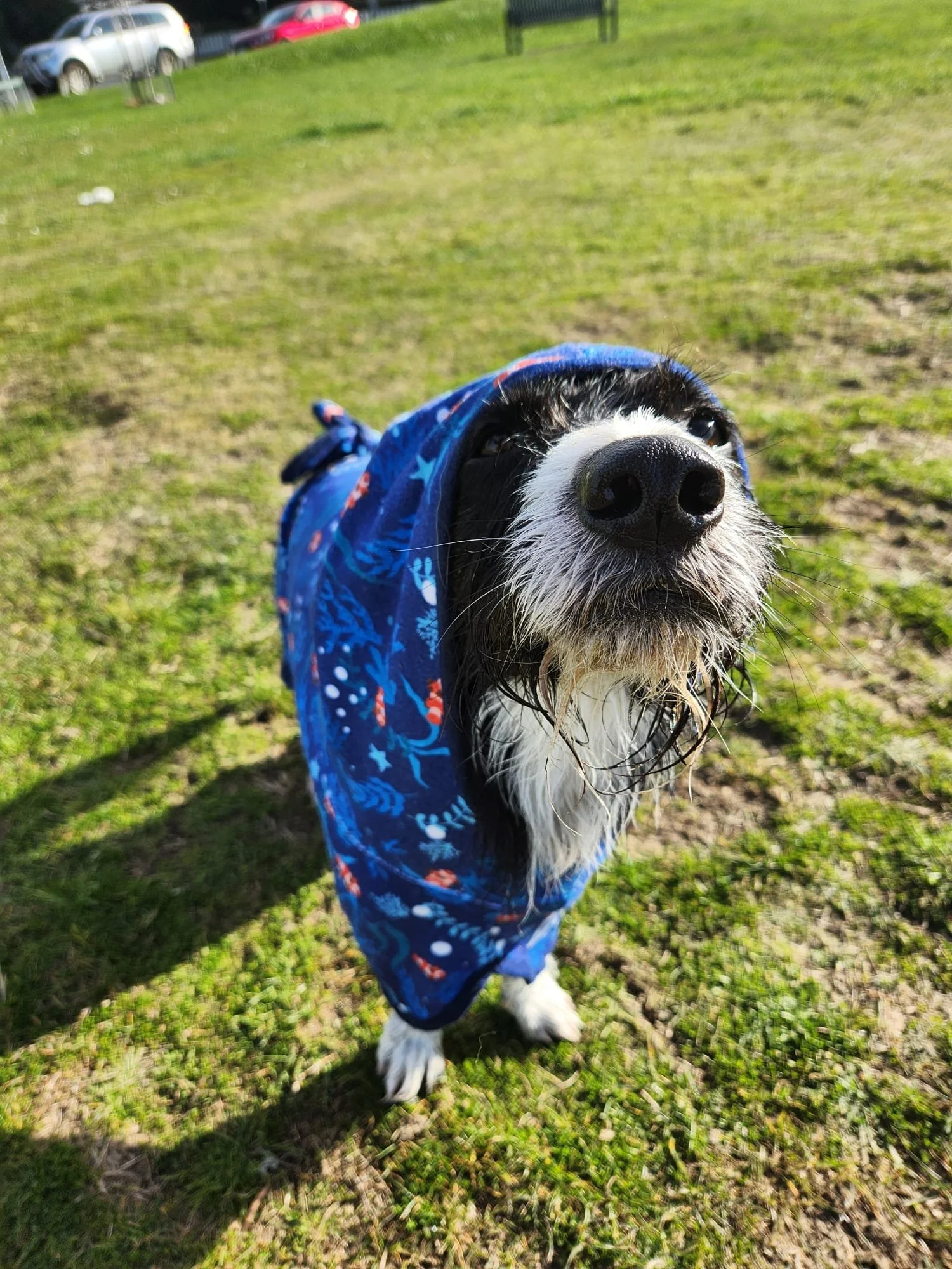 A smithfield cross stands in a graasy area dressed in a dark blue towel robe after being for a swim