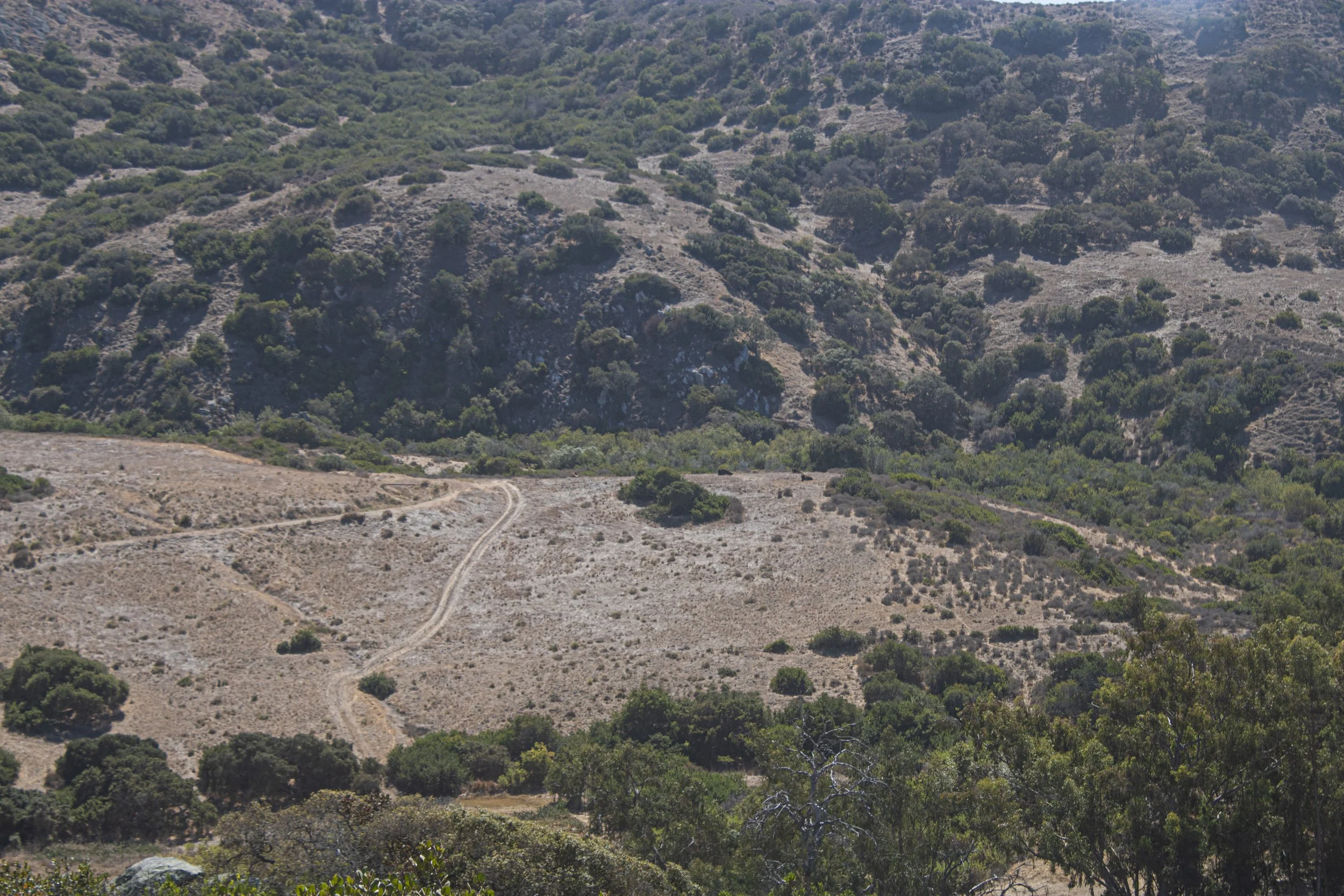 Catalina 1.jpg