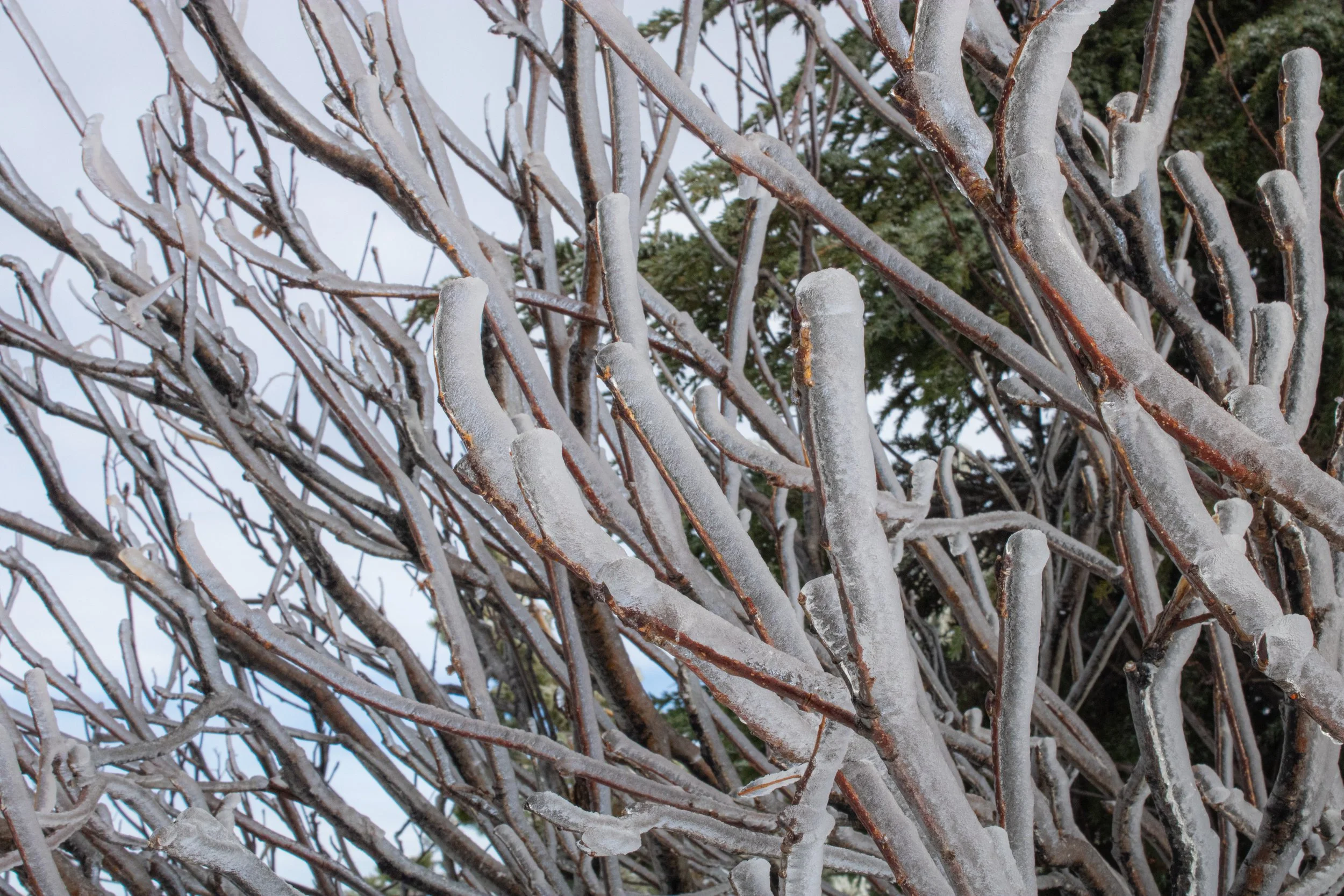 Winter 2025 edit 4.jpg