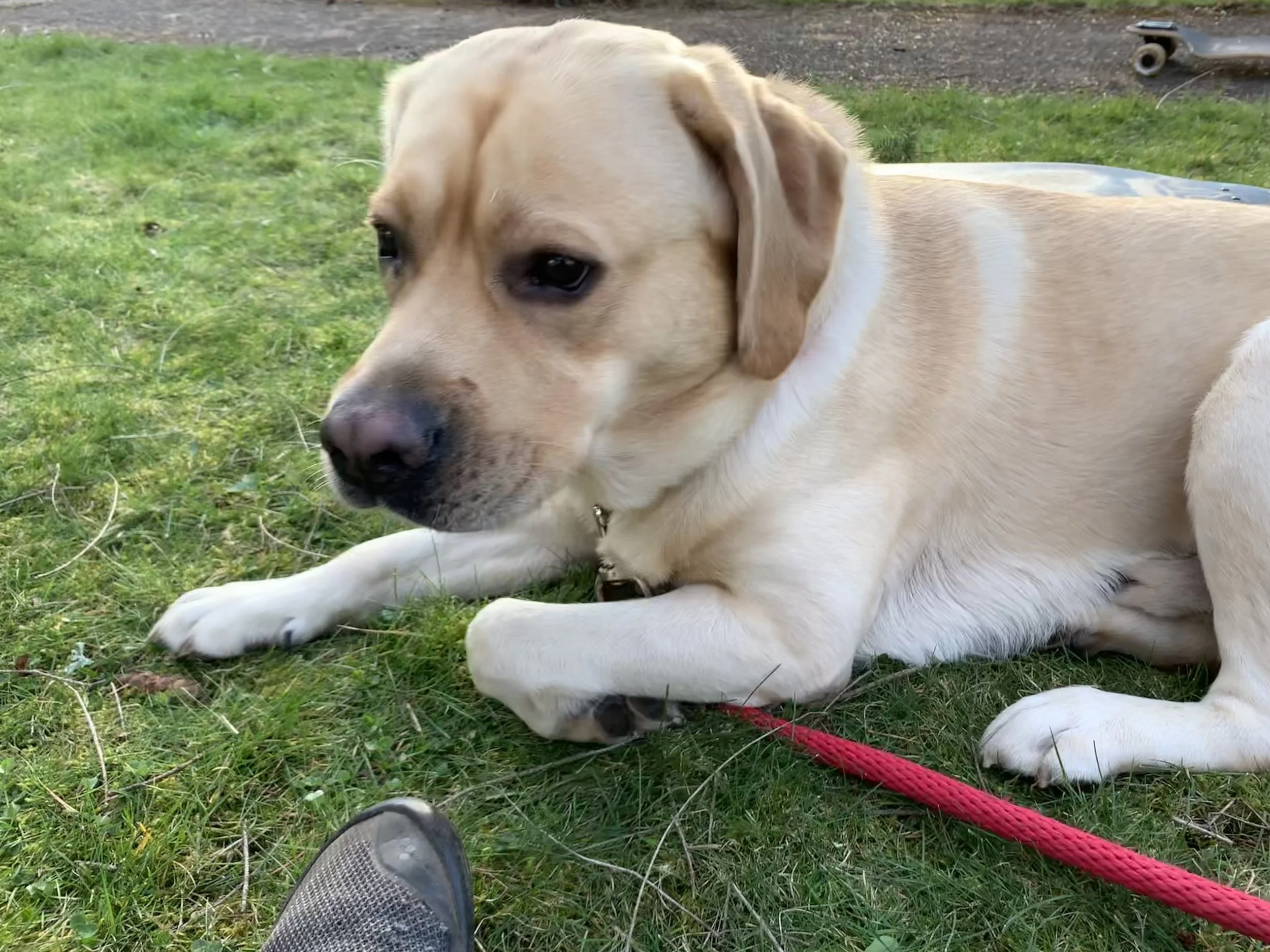 Cute English Labrador Photo