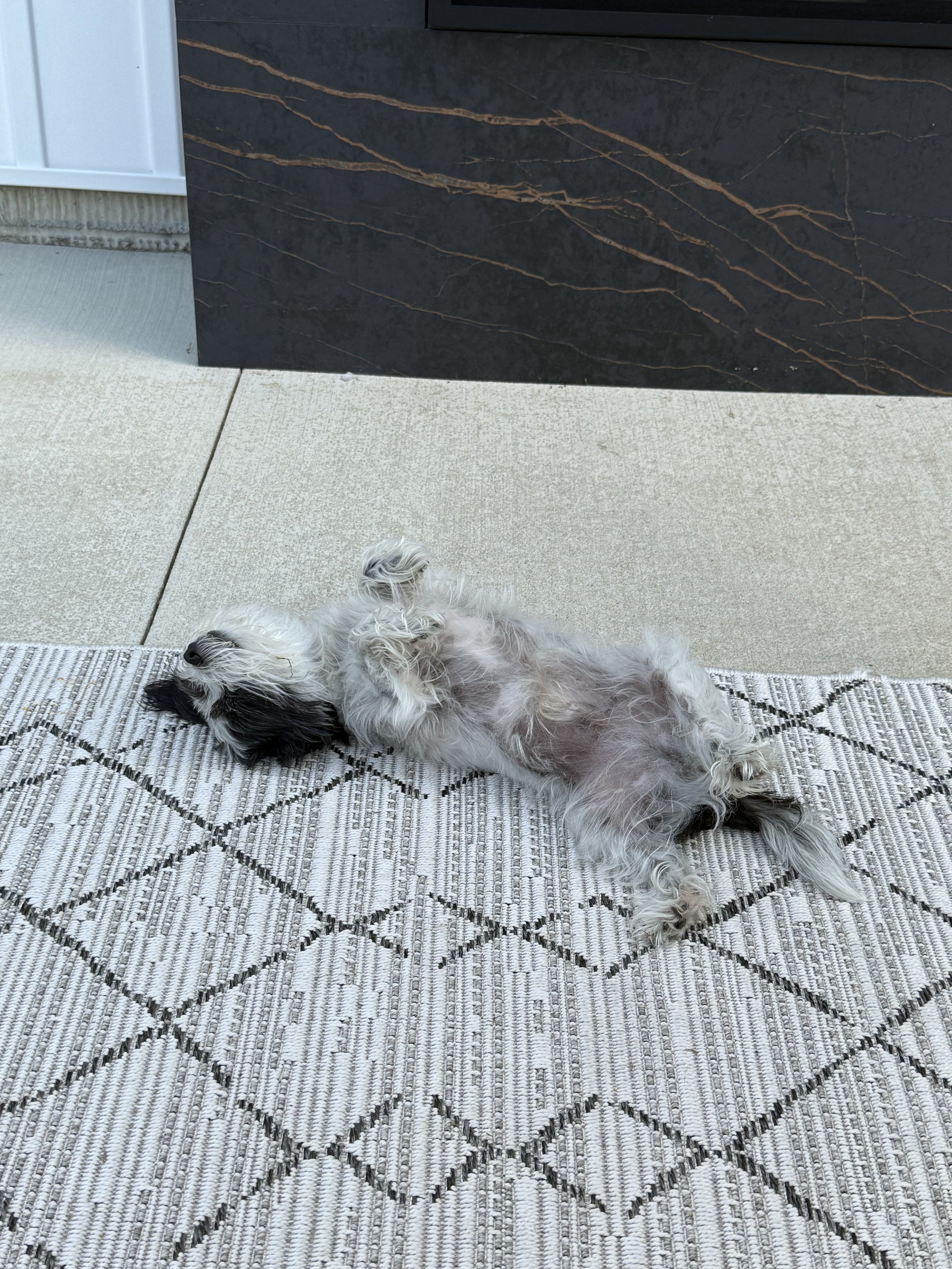 oliver giuseppe’s 2025 adventures in cuteness