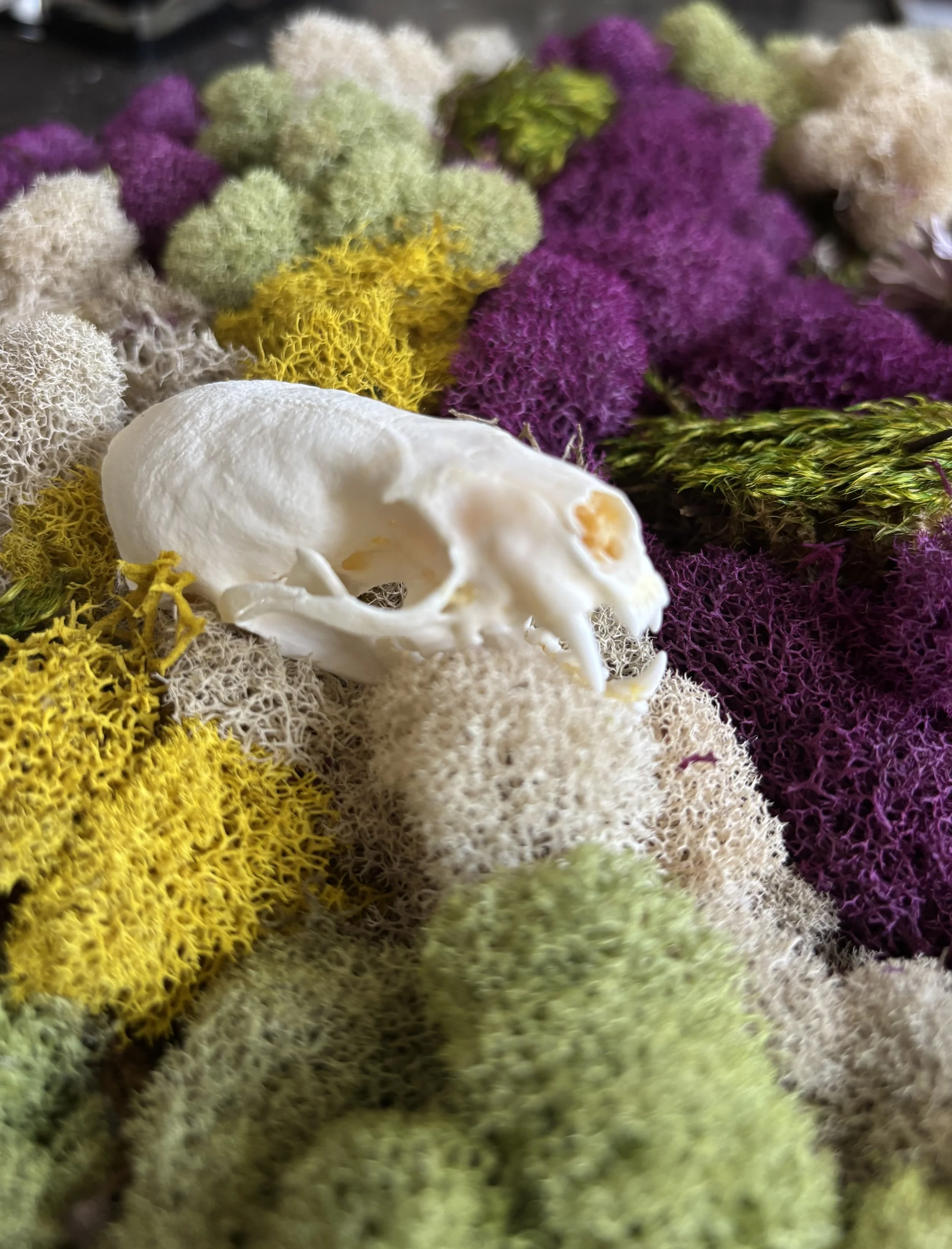 Halloween Moss Art - Oct 29th, 2026 at 7 pm.