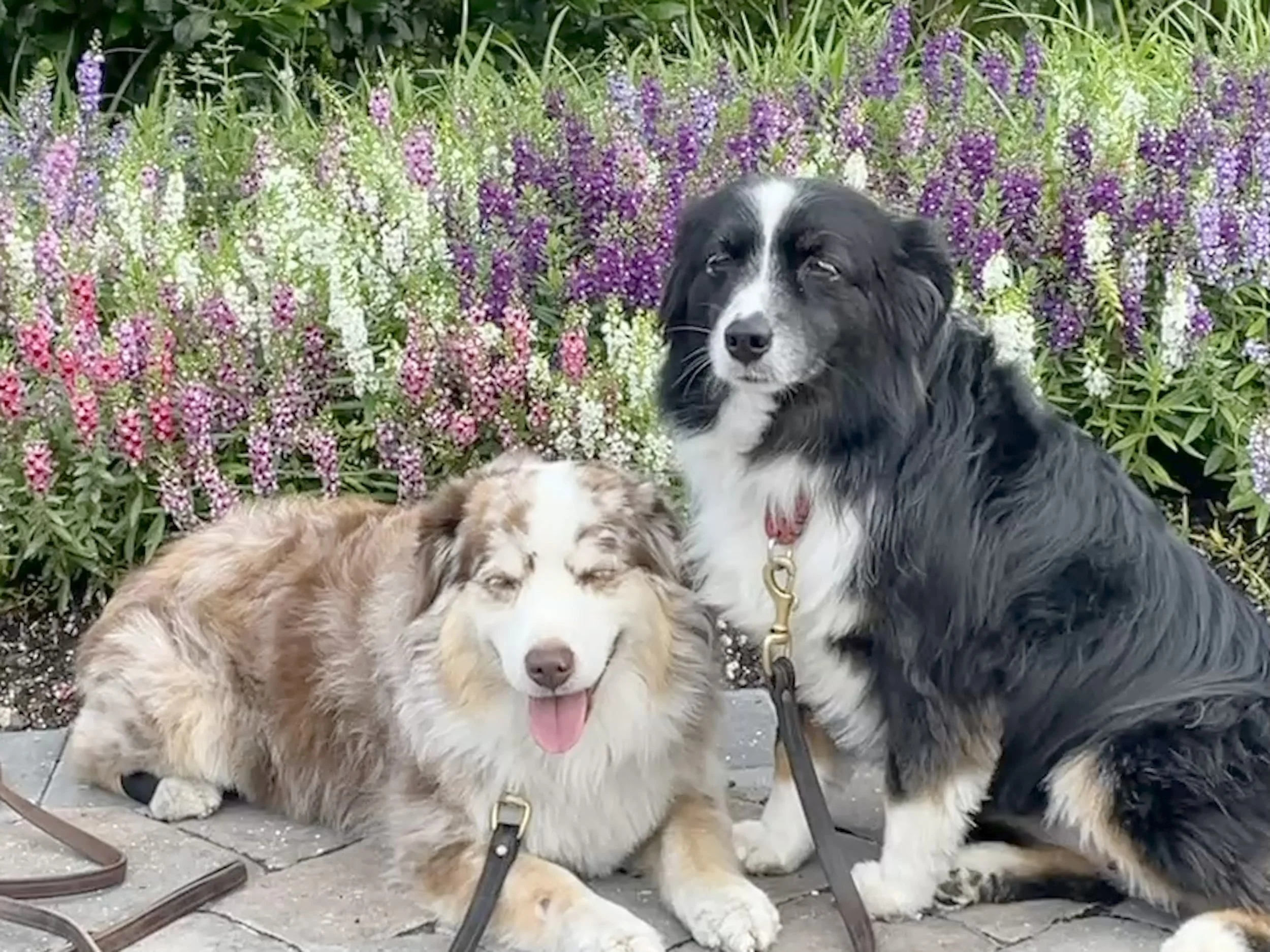 CCS freakles and fancy.jpeg