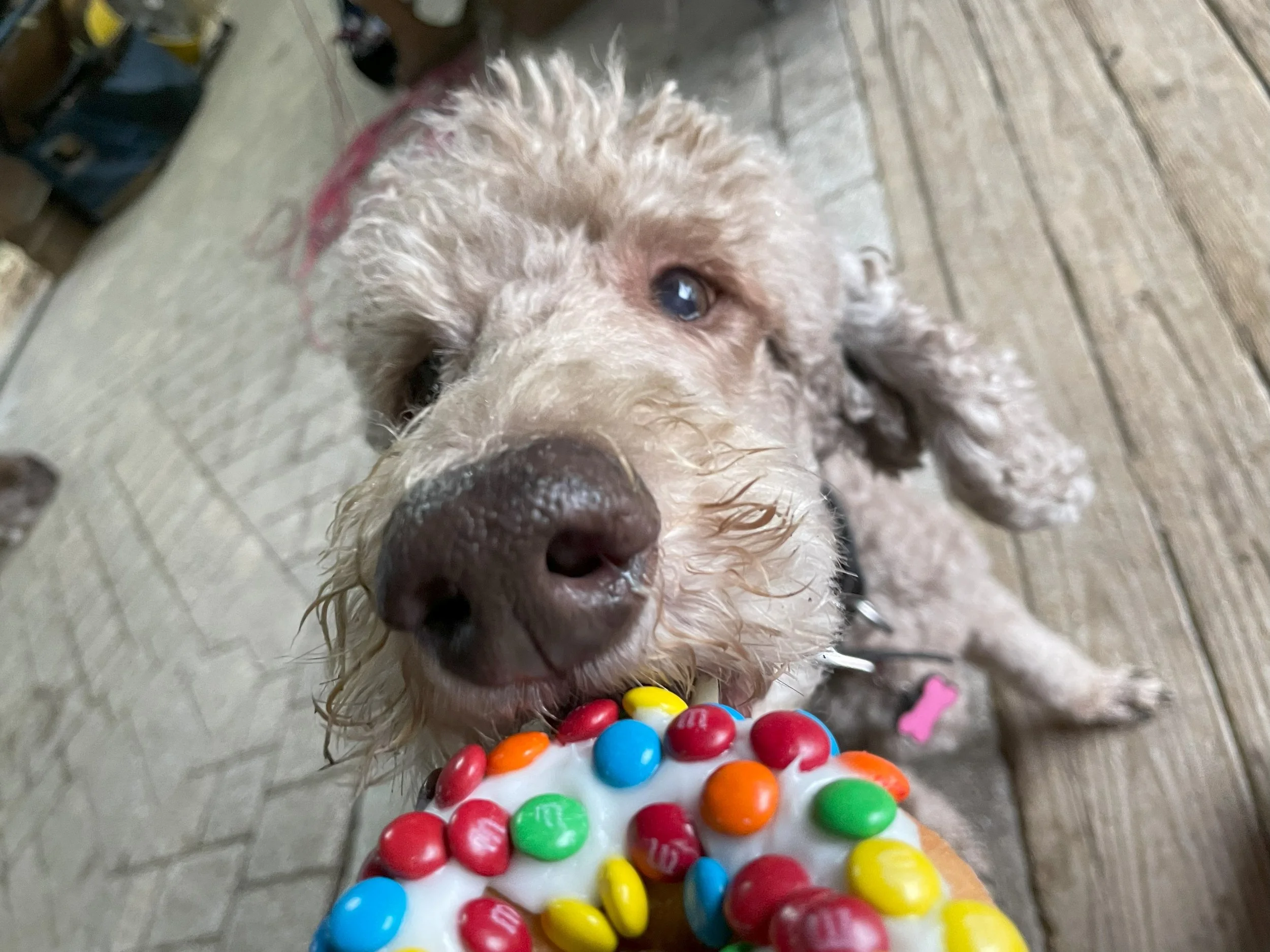 CCS doodles and donut.jpeg