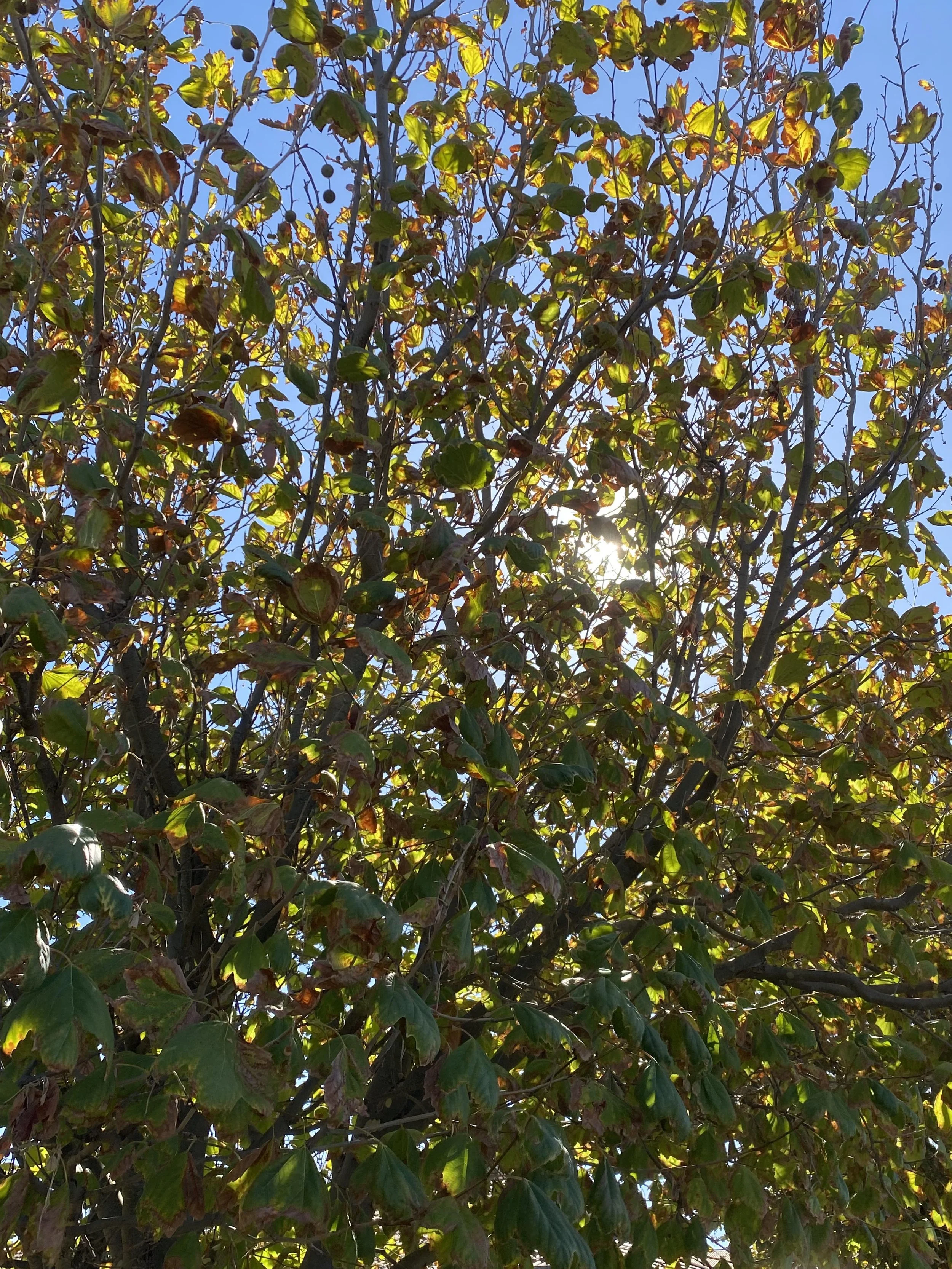 Sunlight shining through tree branches with green and yellow leaves