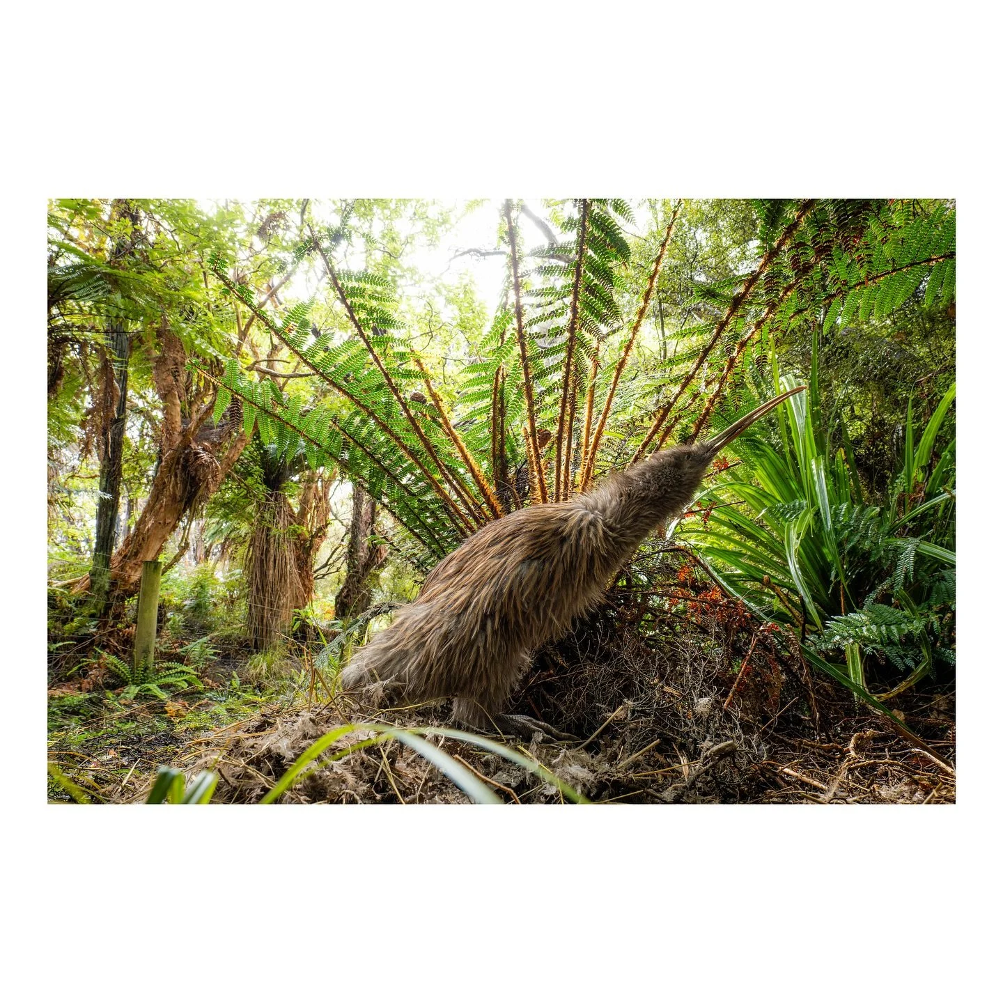 a taste of my work with the kiwi avoidance training programme and @sircetnz on stewart island. Sandy King trains the locals dogs on the island. the kiwi avoidance training aims to protect kiwi from dogs as there have been many cases of dogs ripping t