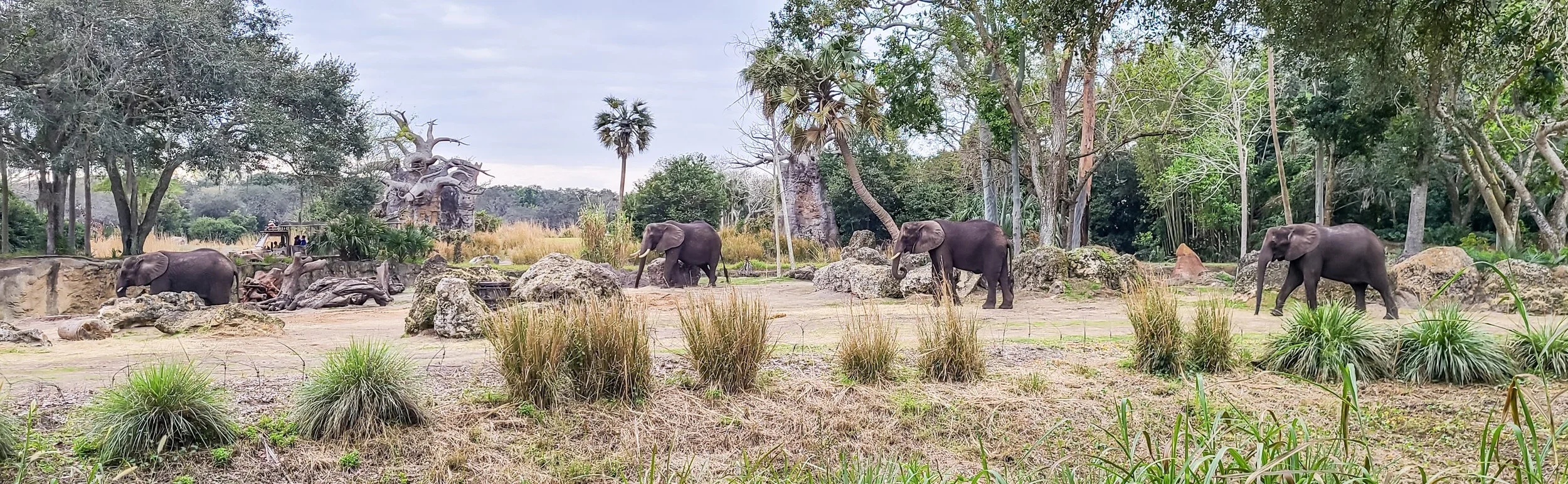 A herd of elephants enjoying their space on the Kilamanjaro Safari