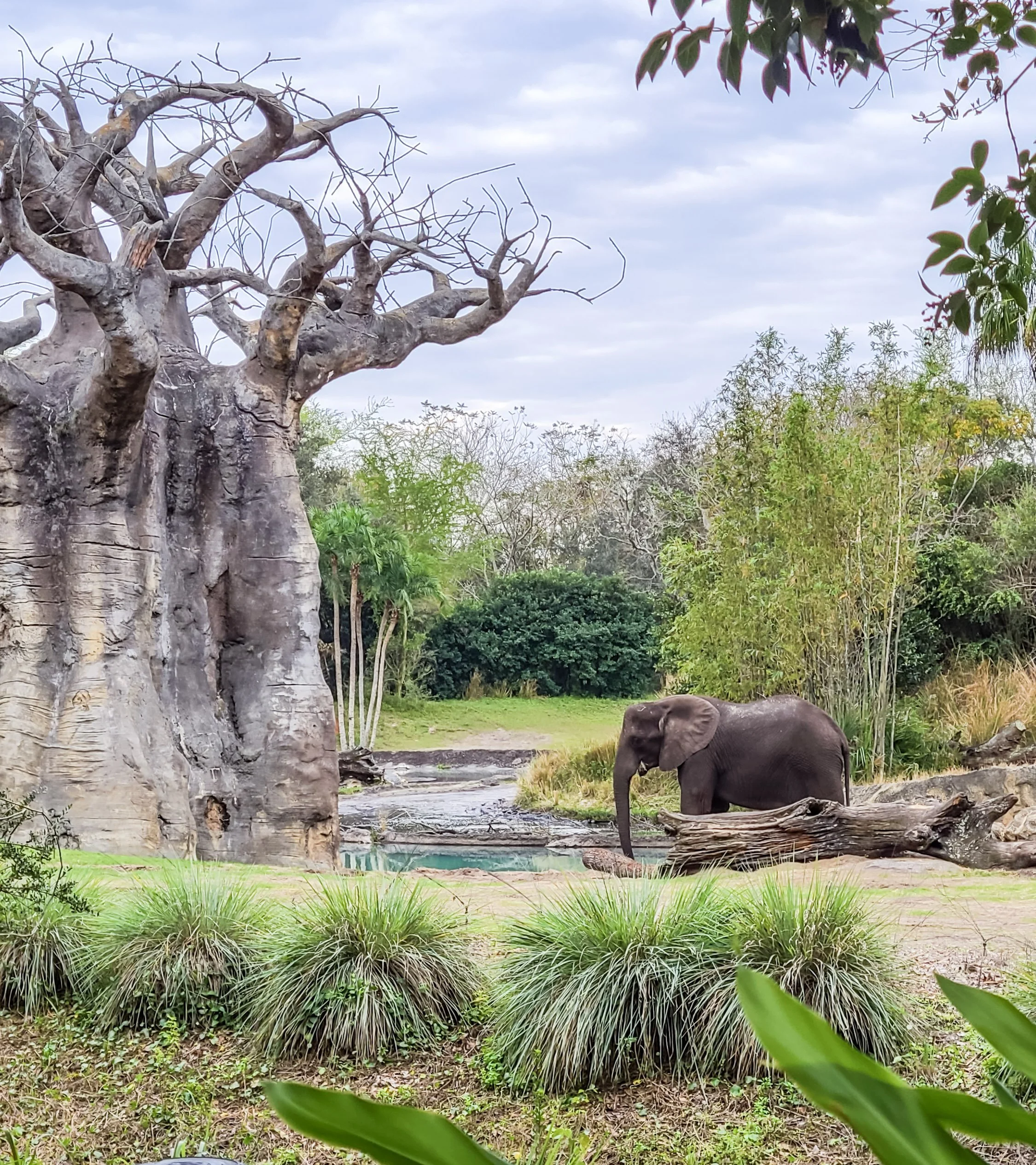 An elephant enjoys a drink in the pool beneath the baobob tree.