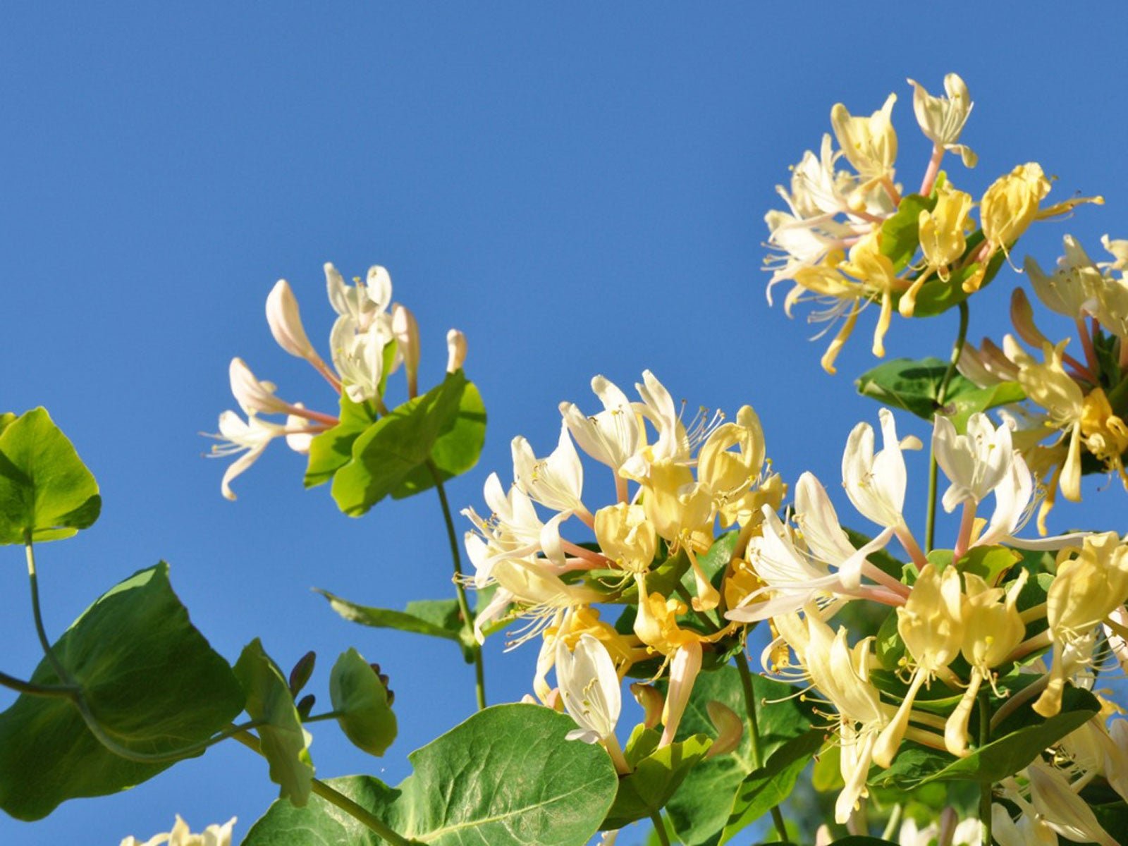 Honeysuckle image.jpg