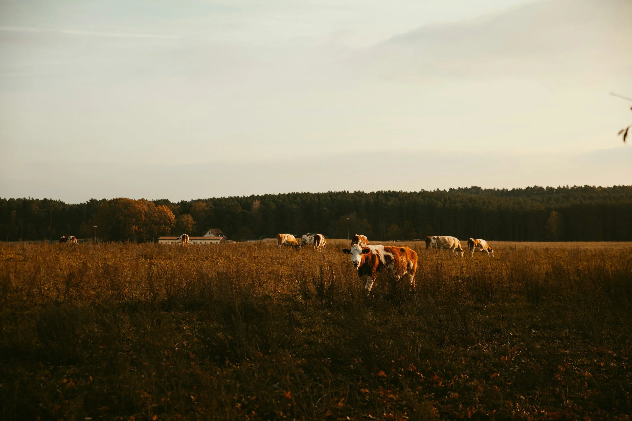 A group of cows grazing in a field during sunset, with trees and a house in the background.