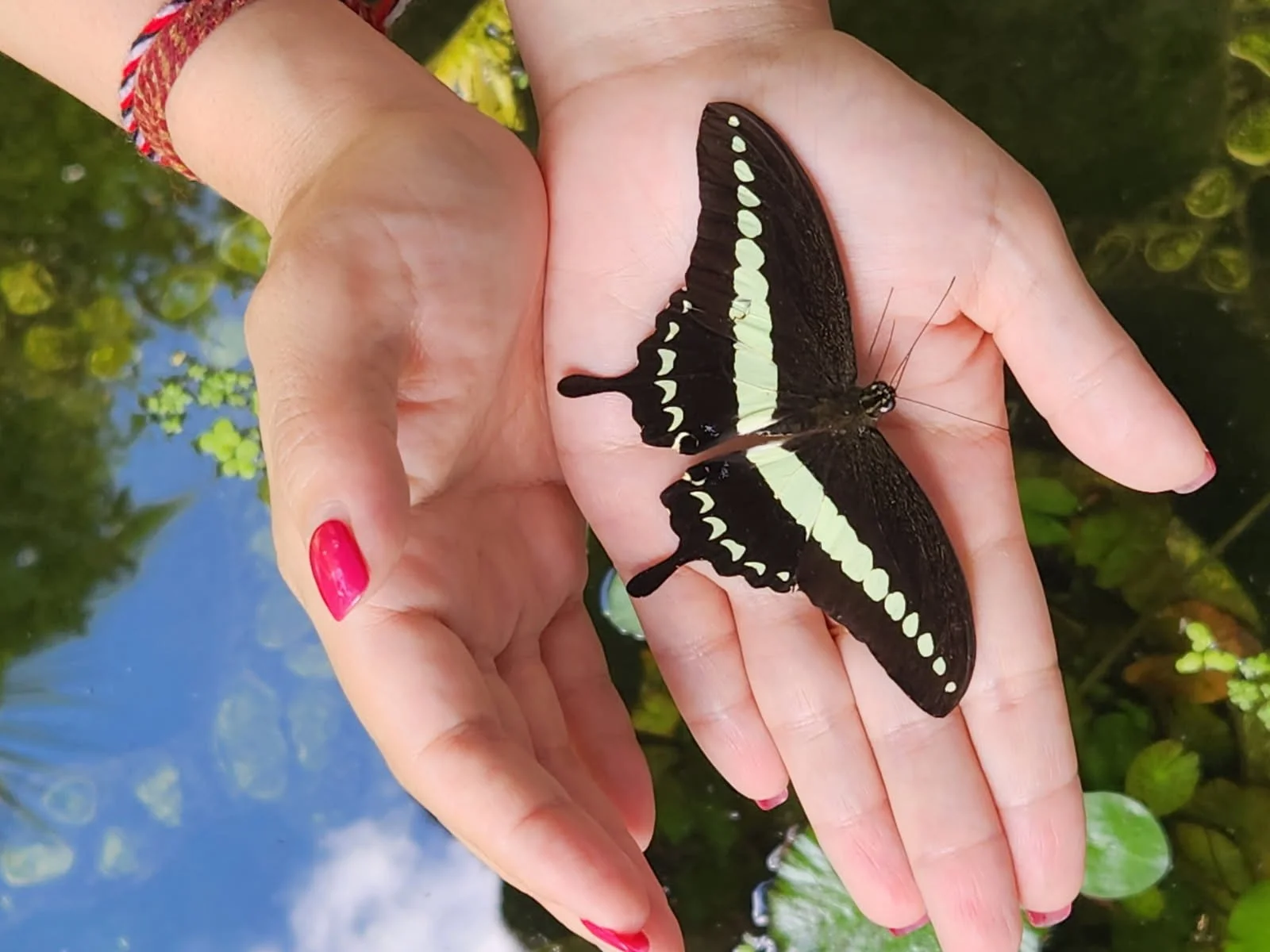 A person with painted nails is holding a black and yellow butterfly over water with floating green plants.