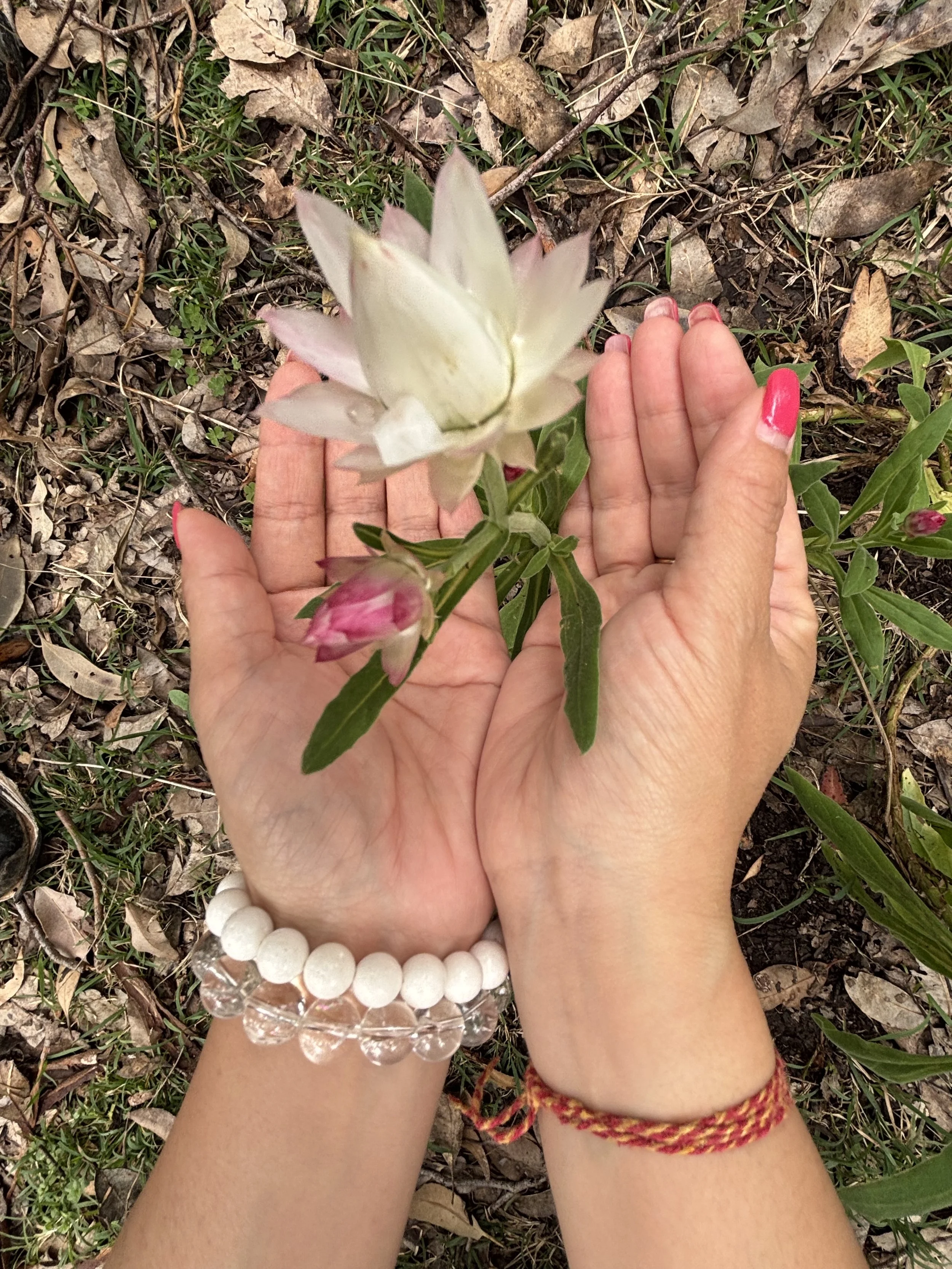 Hands holding a white and pink flower with green leaves on the ground with grass and dried leaves.