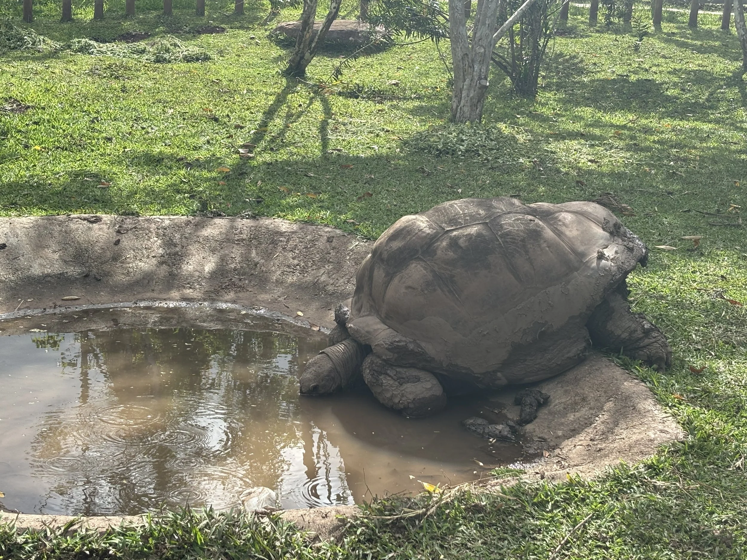 A turtle sitting on a rock by a small pond with green grass and trees in the background.