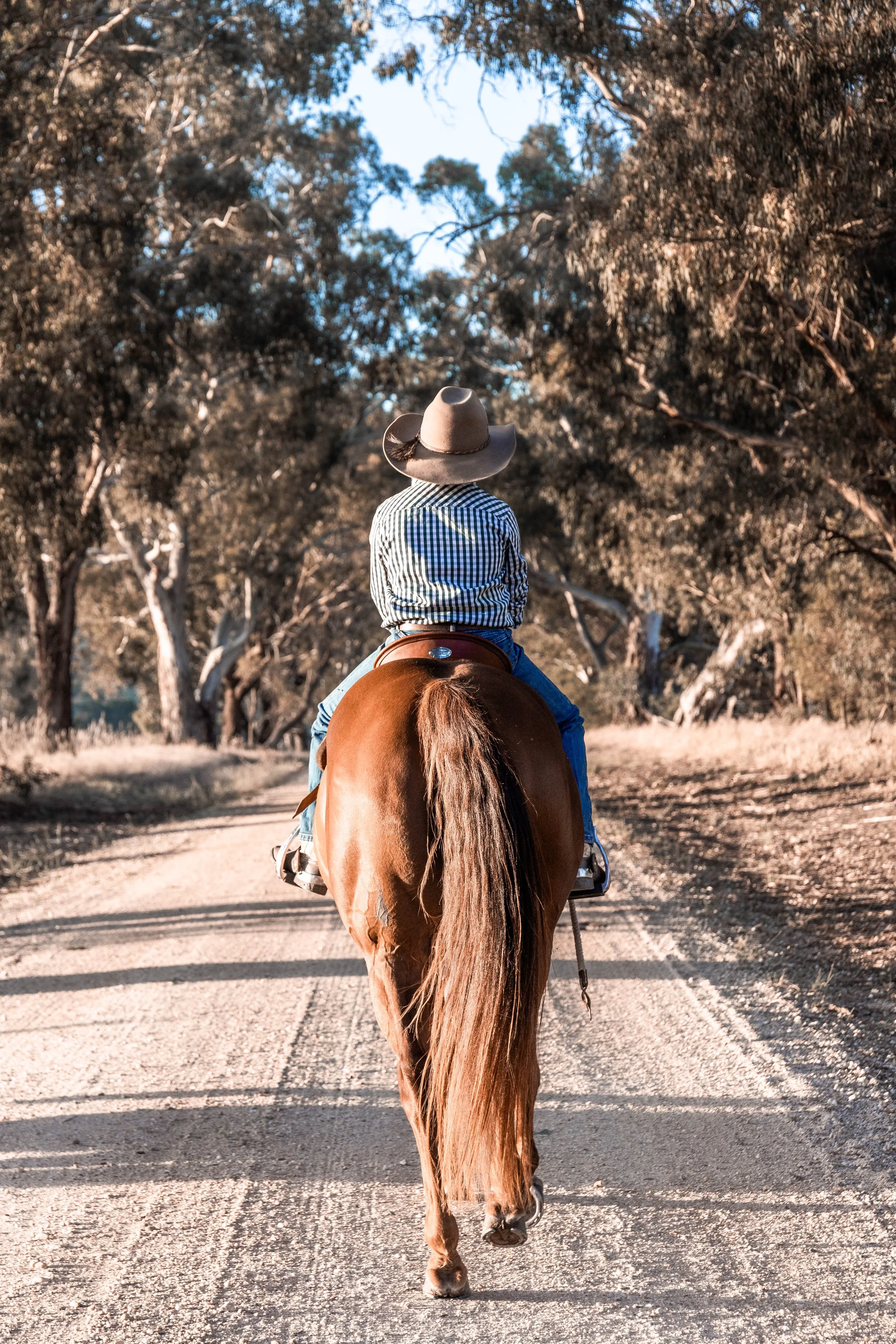 boy riding his chestnut horse down a gravel road lined with gum trees