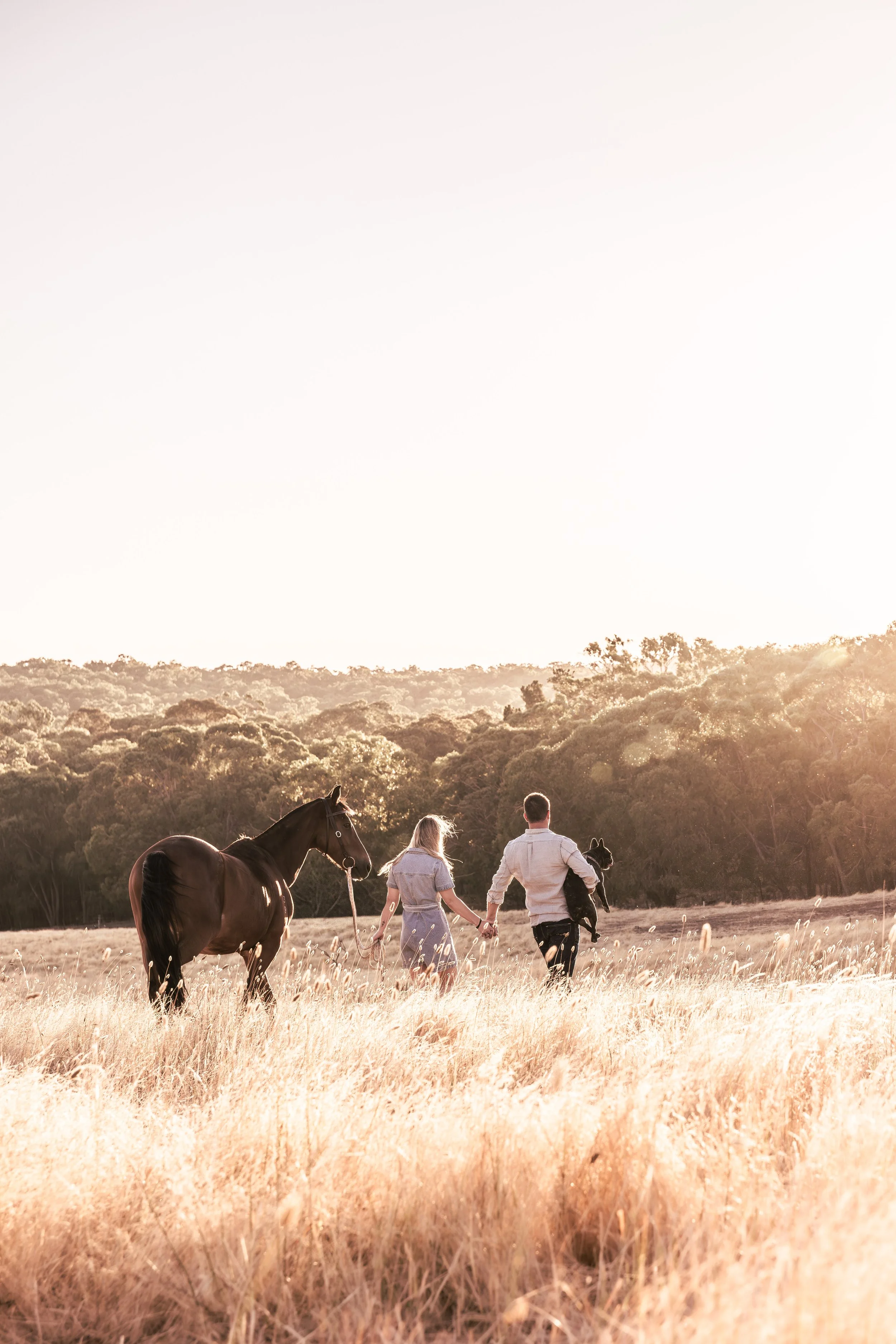Photo of a woman and her male partner walking through a golden field. The male is holding a brindle french bull dog. The woman is leading a bay stockhorse