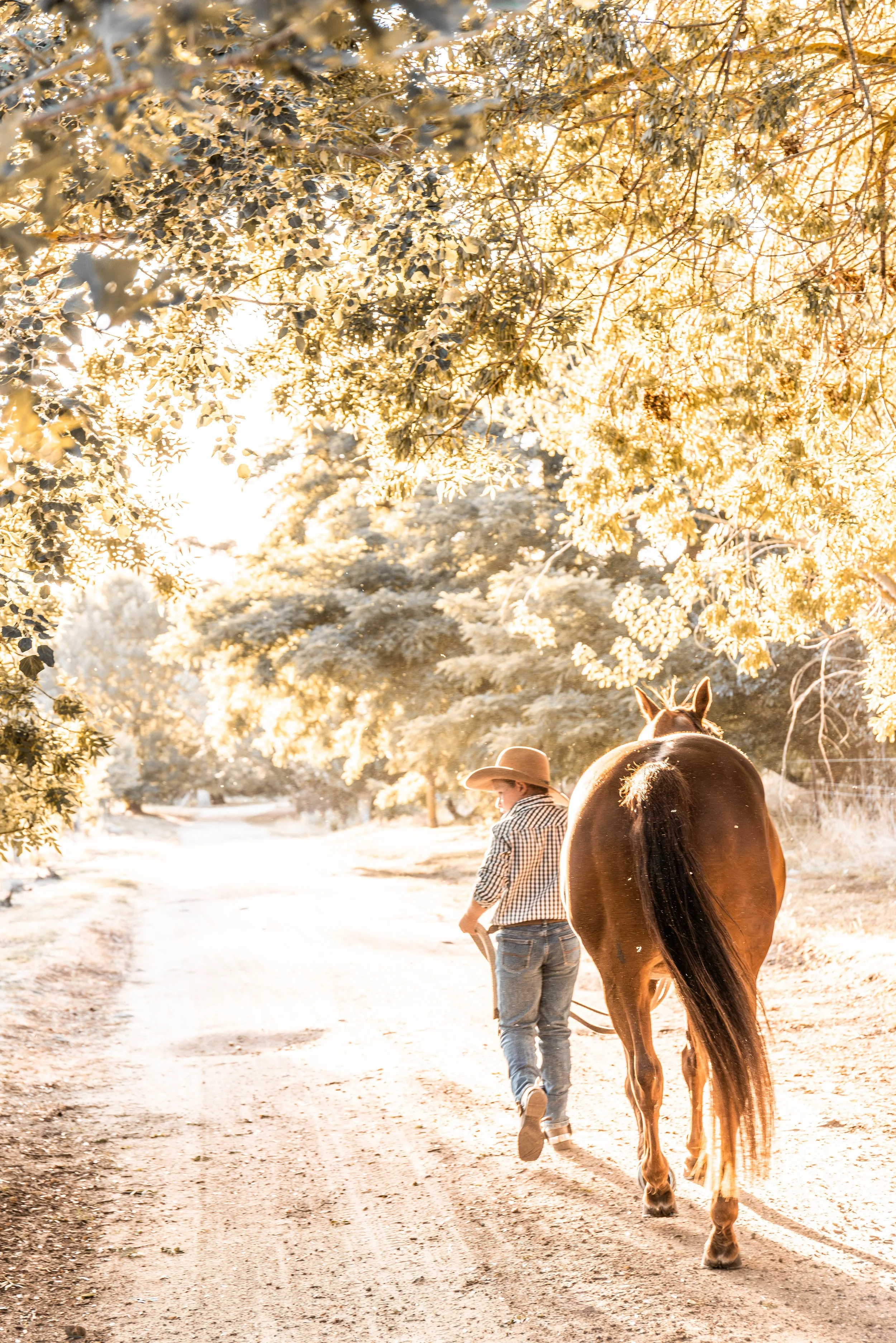 A young boy walking his chestnut quarter horse down a tree lined driveway filled with light
