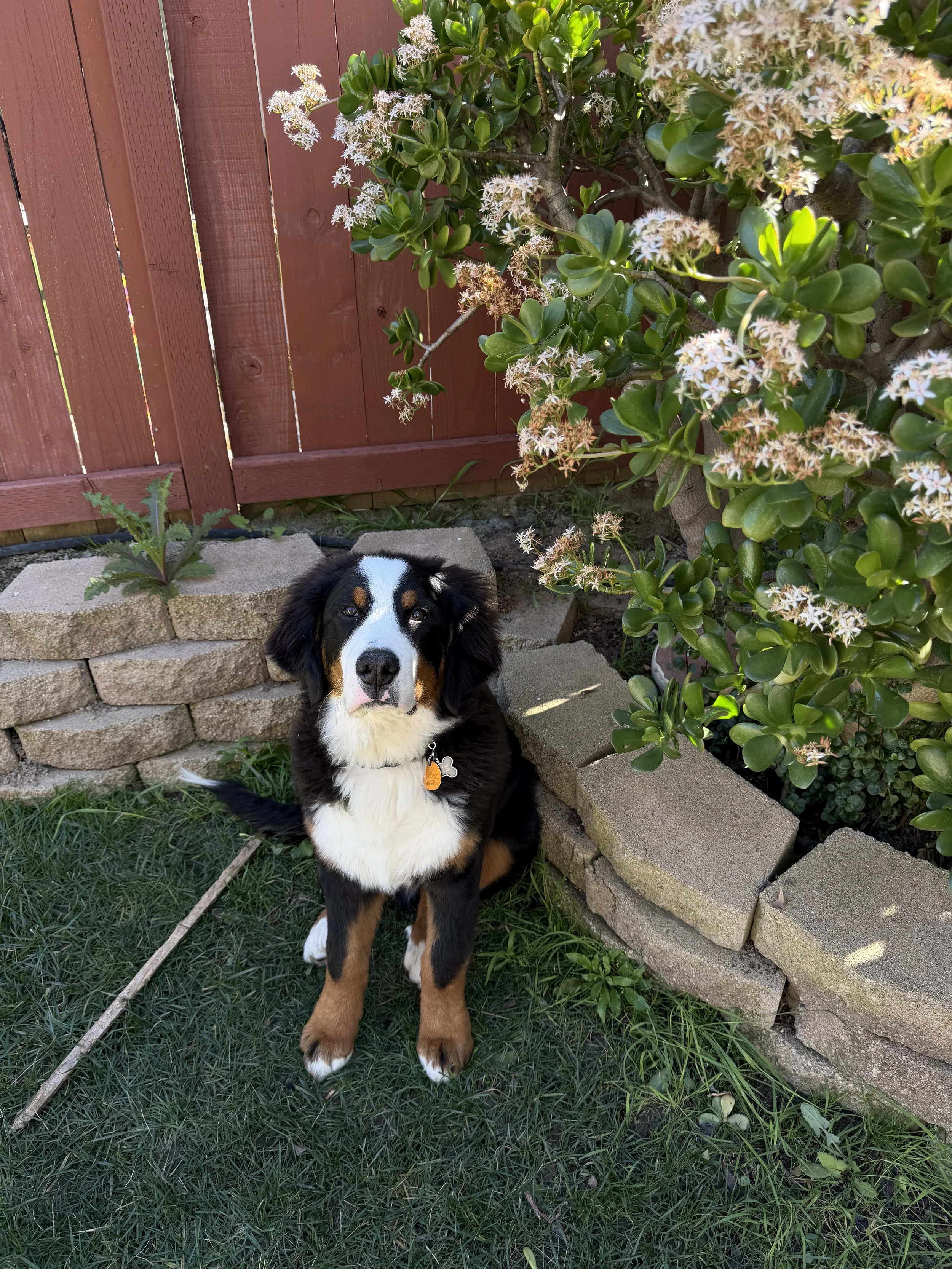 A Bernese Mountain Dog puppy sitting on grass in front of a wooden fence and shrubs with pink flowers.