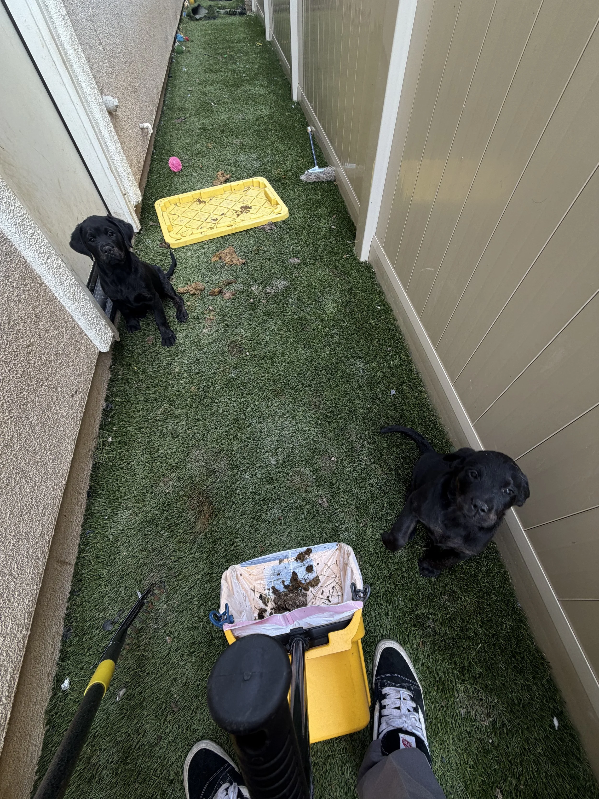 Two black puppies sitting on grass in a narrow outdoor space with a beige wall on the left and a beige fence on the right, along with cleaning tools, a yellow toy tray filled with dirt, and a small pink ball.