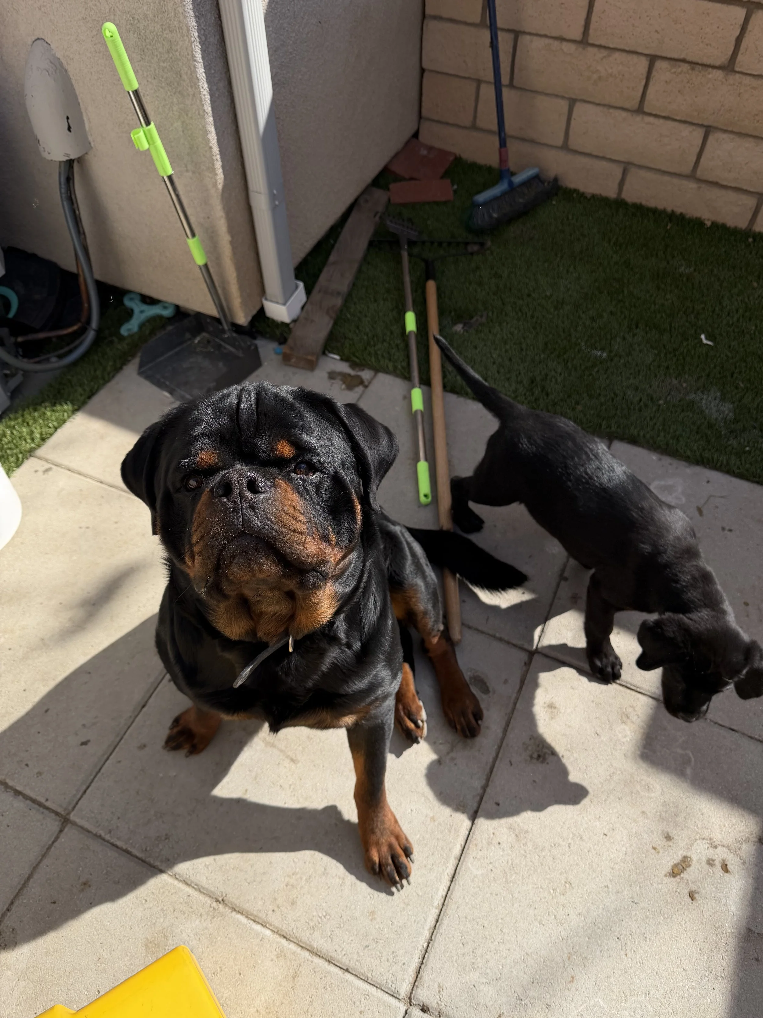 Two black and brown puppies sitting and sniffing on a tiled patio, with gardening tools, a brick wall, and a corner of a house in the background.