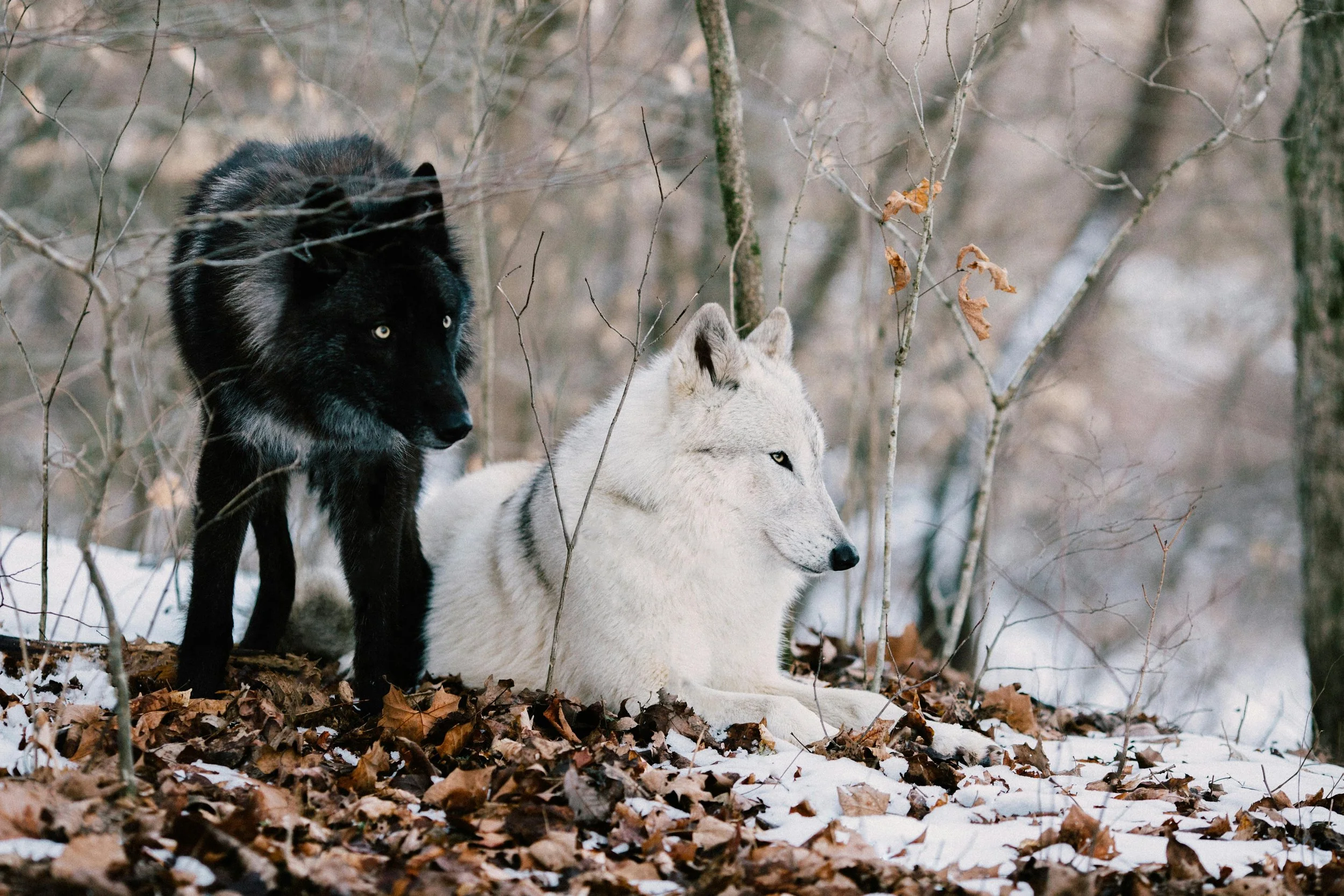 The Story of Two Wolves