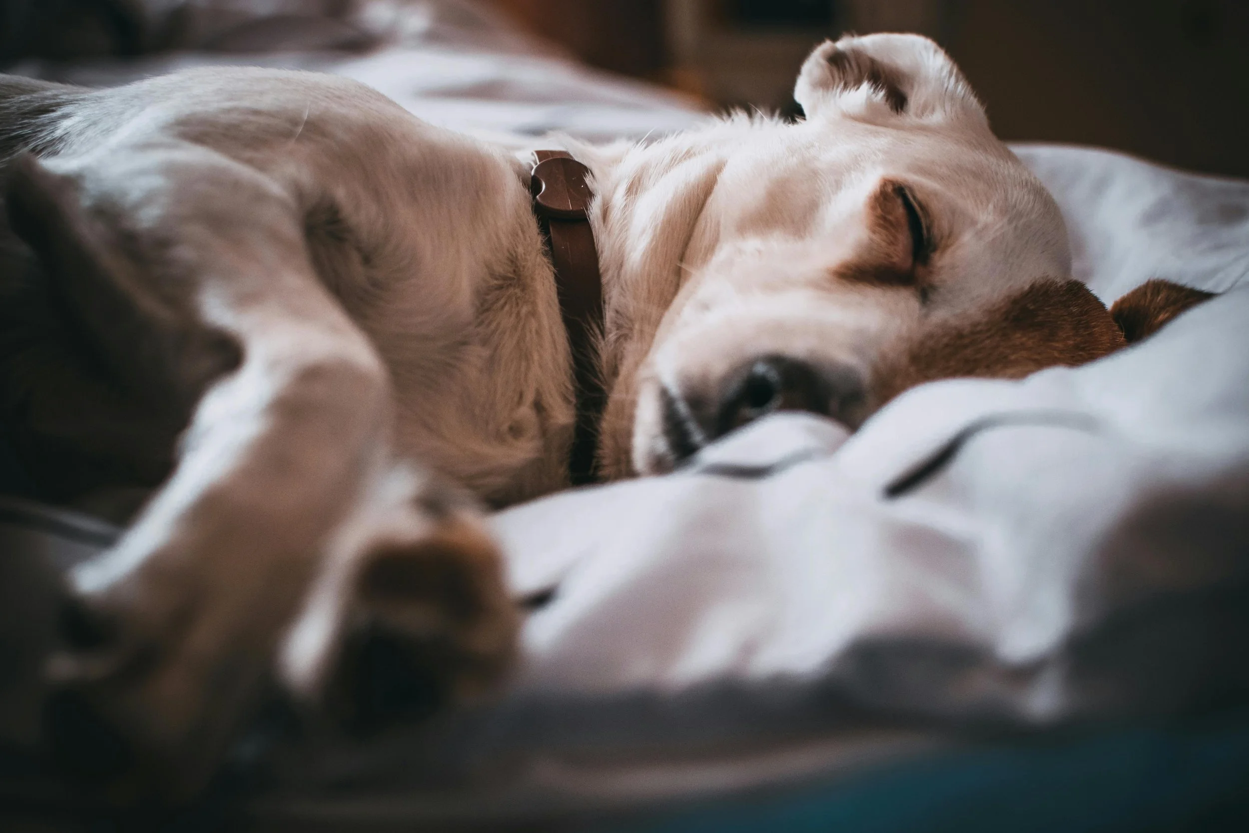 Sleep Isn’t a Luxury, It’s Medicine
