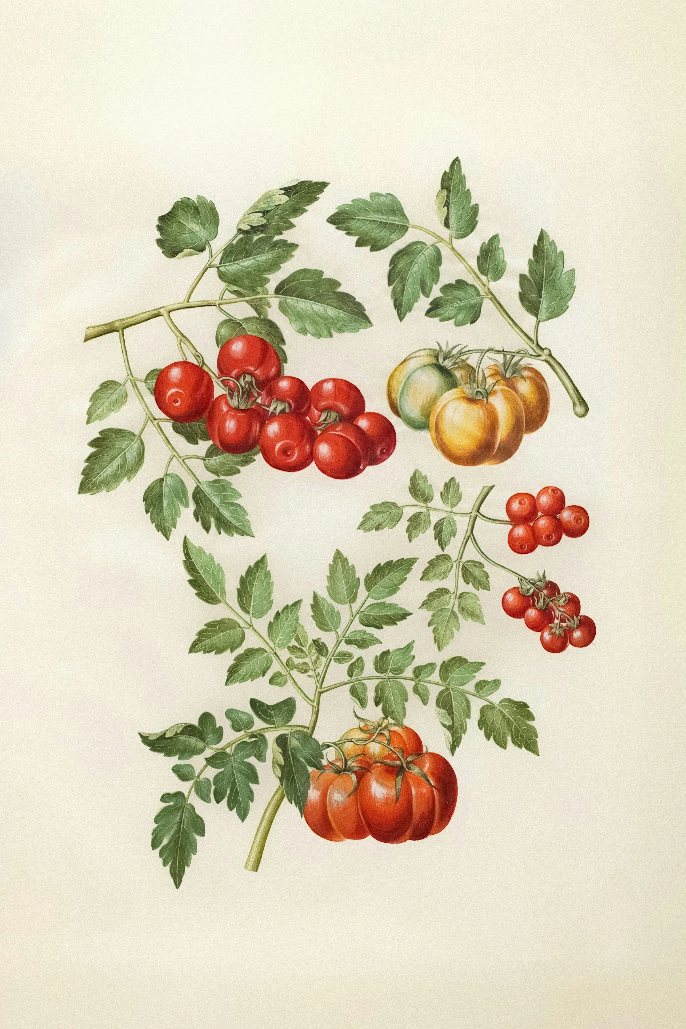 Tomato Week