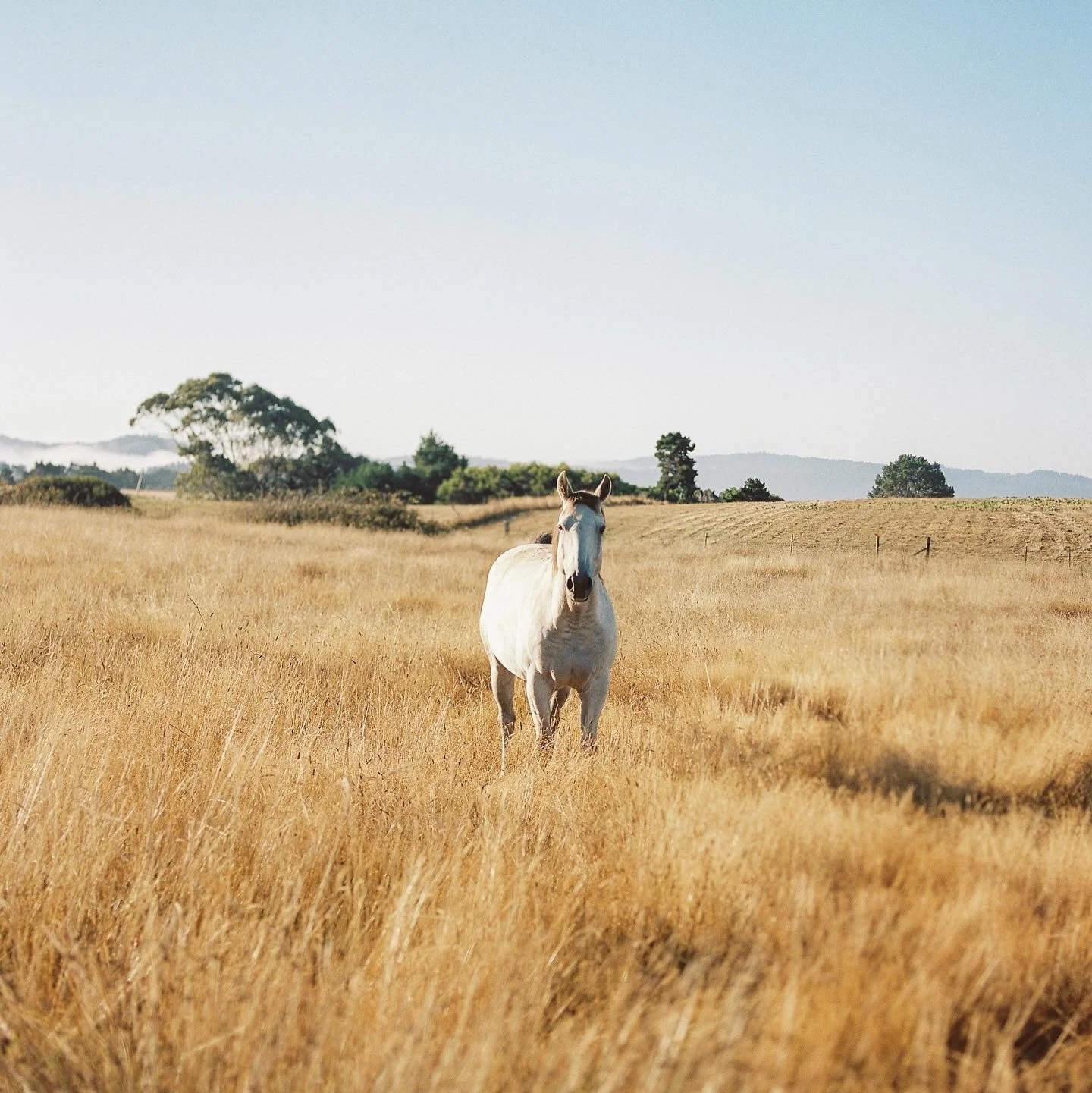 A16-Inn-at-newport-ranch-fall-B.jpeg