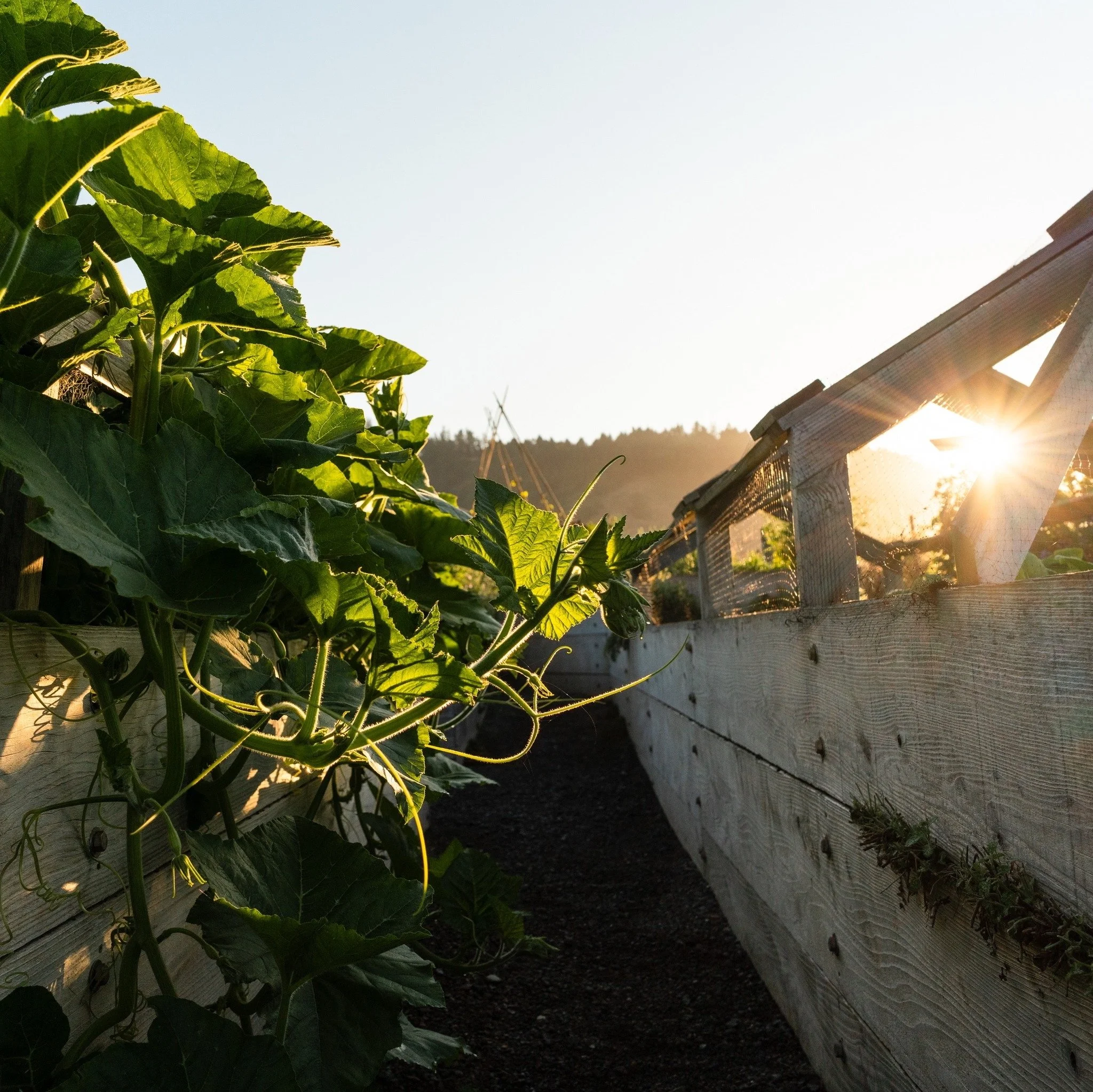 A16-Inn-at-newport-ranch-garden.jpeg