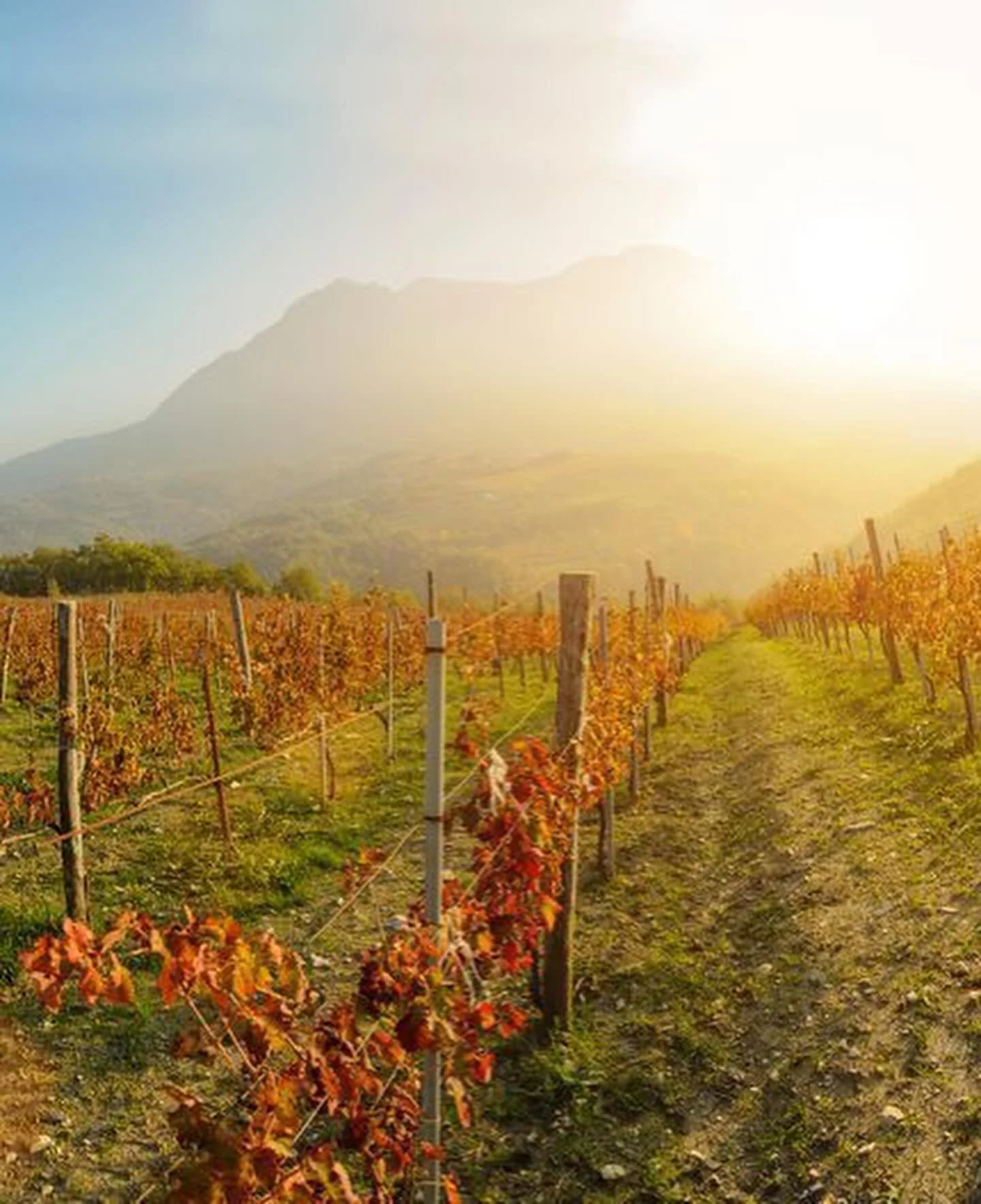 I Favati (Campania) at A16 San Francisco