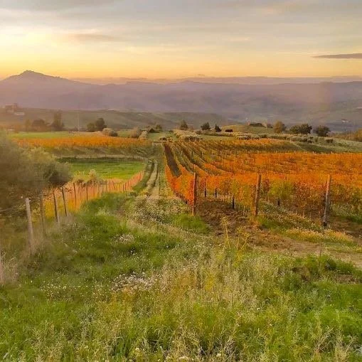Nicolò Grippaldi (Sicilia) at A16 San Francisco