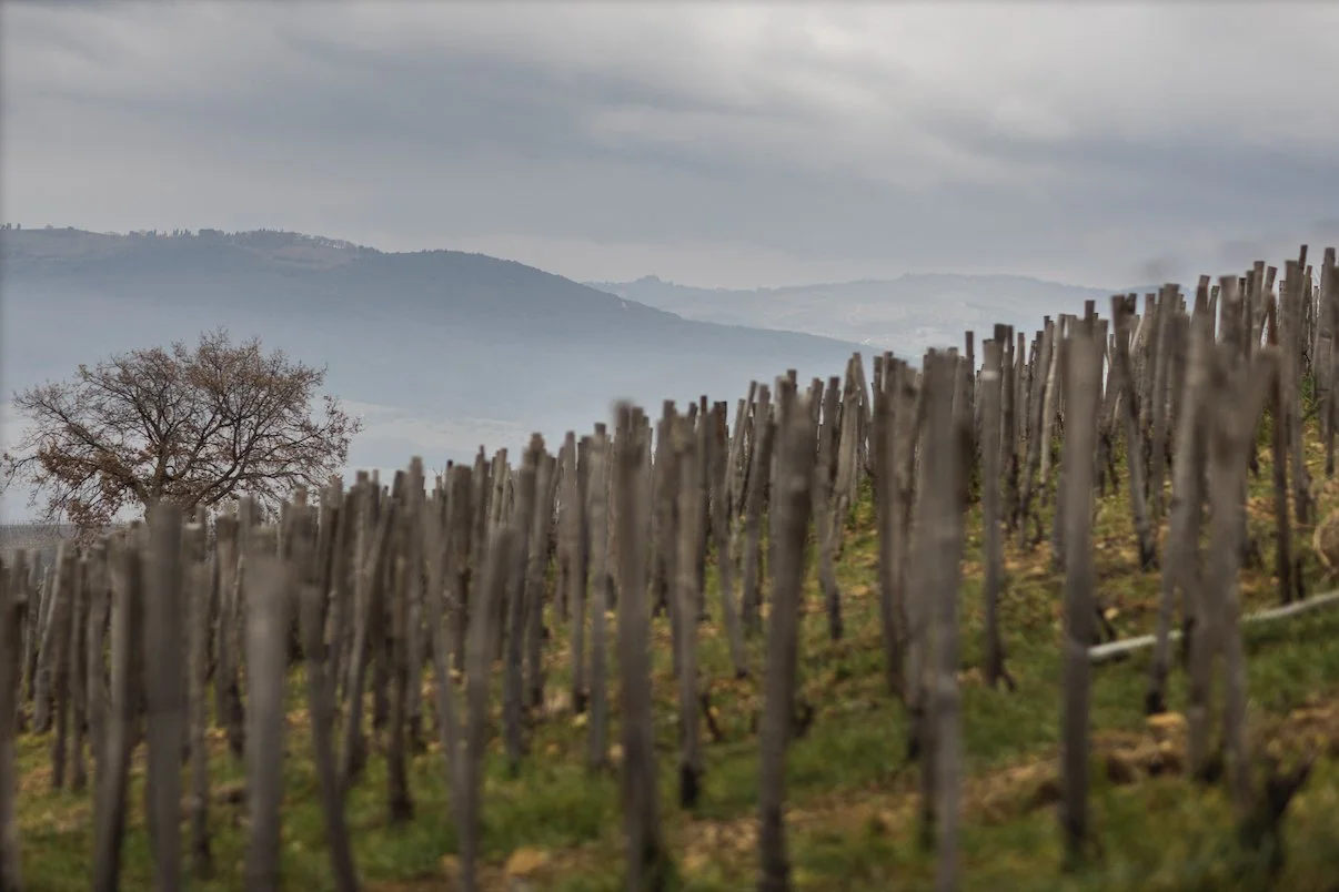 Cerbaiona (Toscana) at A16 Napa