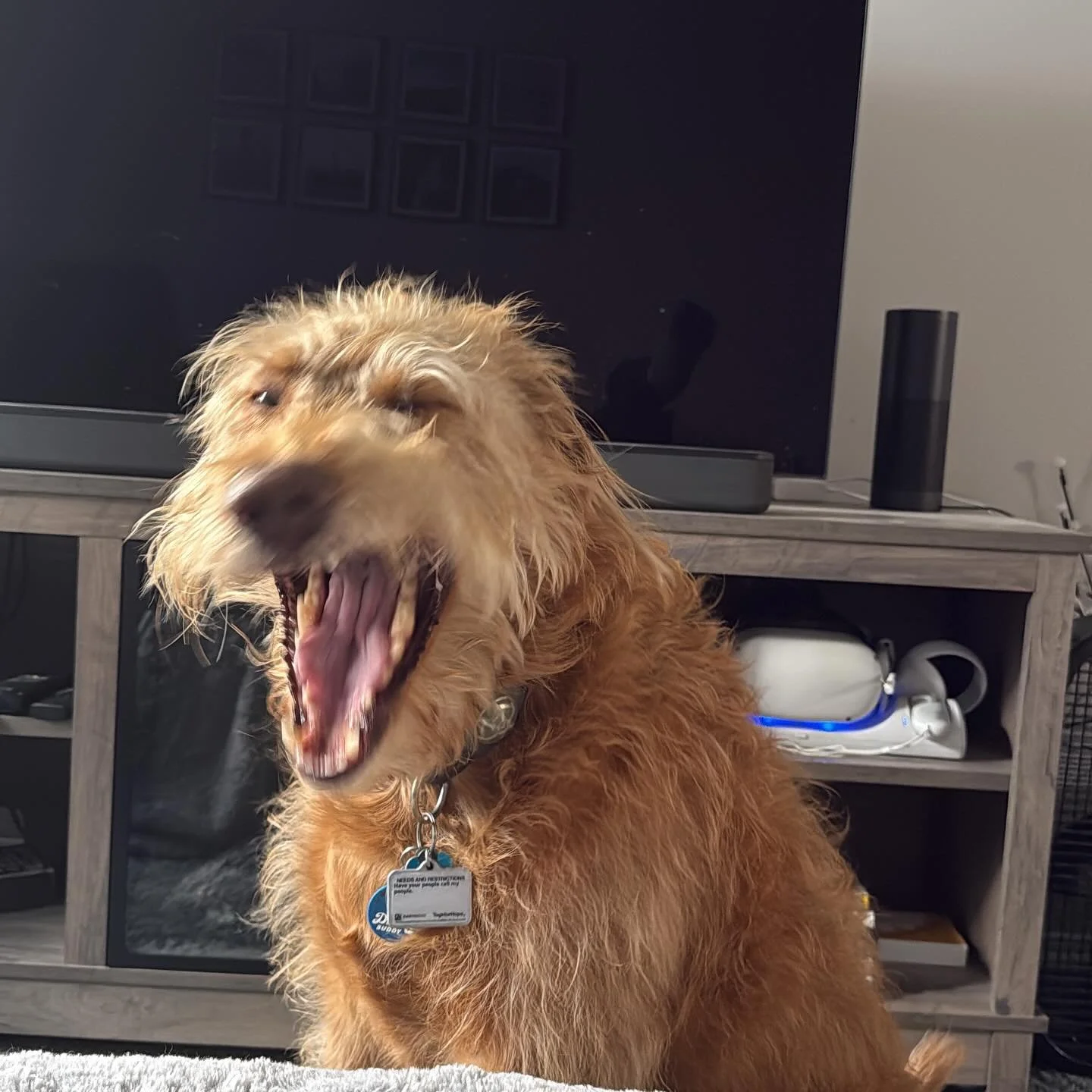 Decisions are hard&hellip; help me decide what to make with extra zucchini for upcoming market  #sourdough #craftcrust #localtwinfallsid