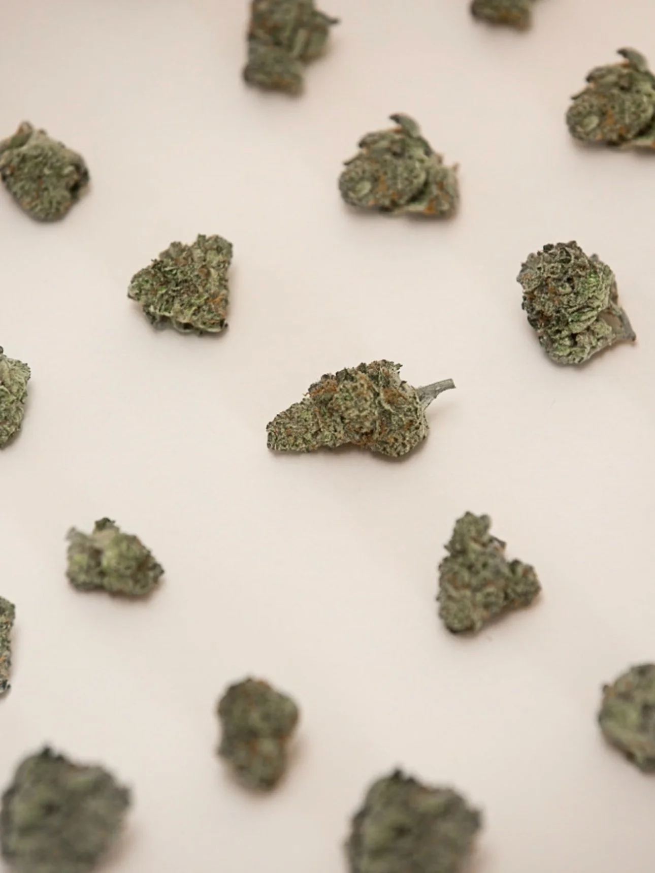 The Pot Protocol: Can Cannabis Curb Cancer