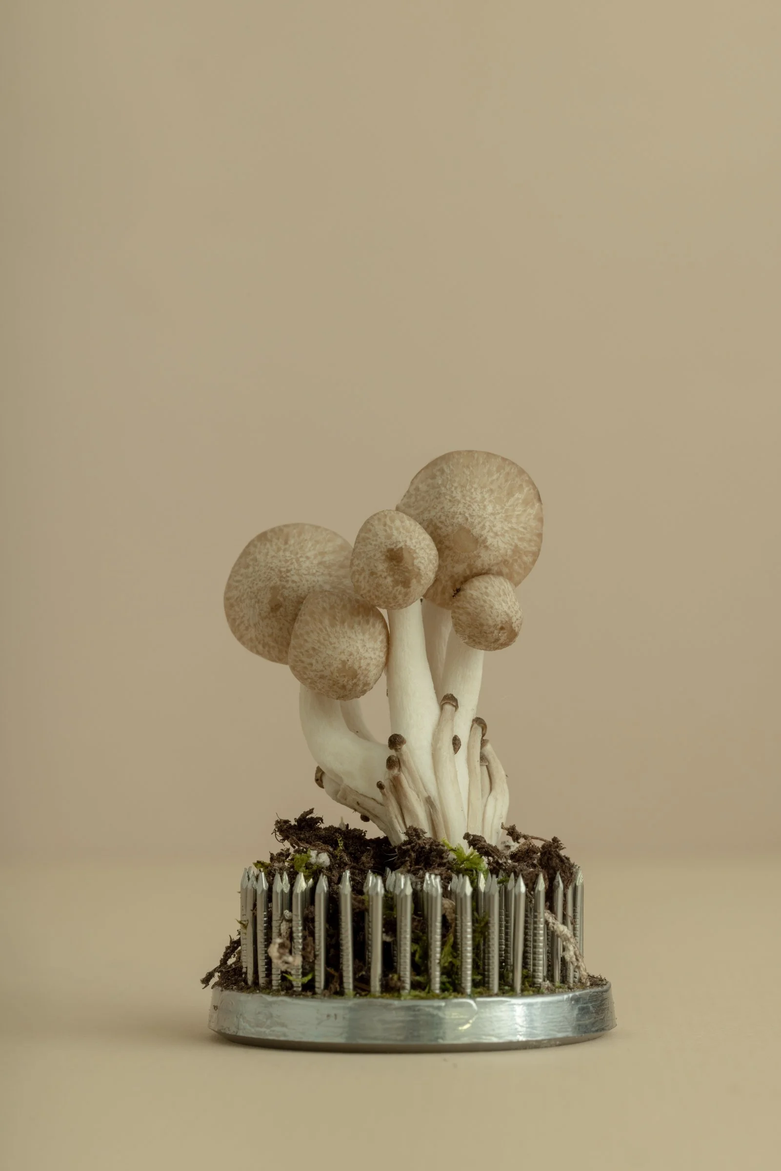 Psychedelic Support: Psilocybin’s Role In Cancer Therapy