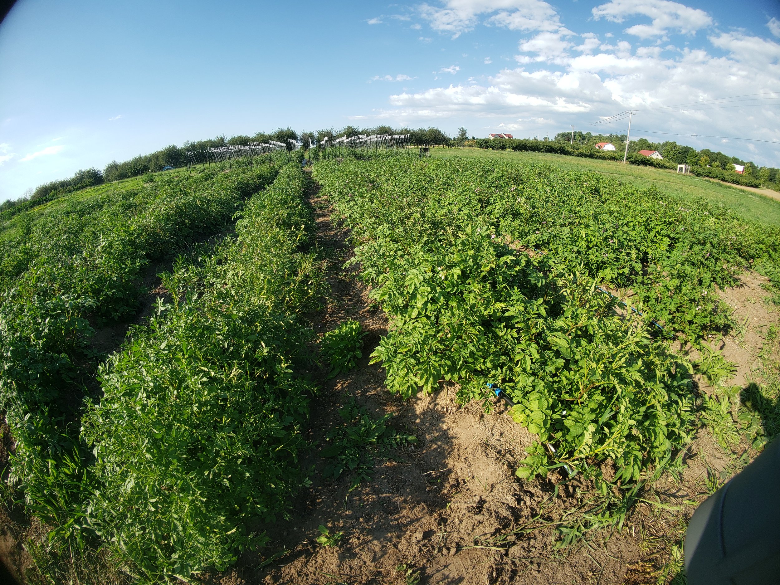 Lush green plants in a farm field under a blue sky with clouds, surrounded by trees and some buildings in the distance.