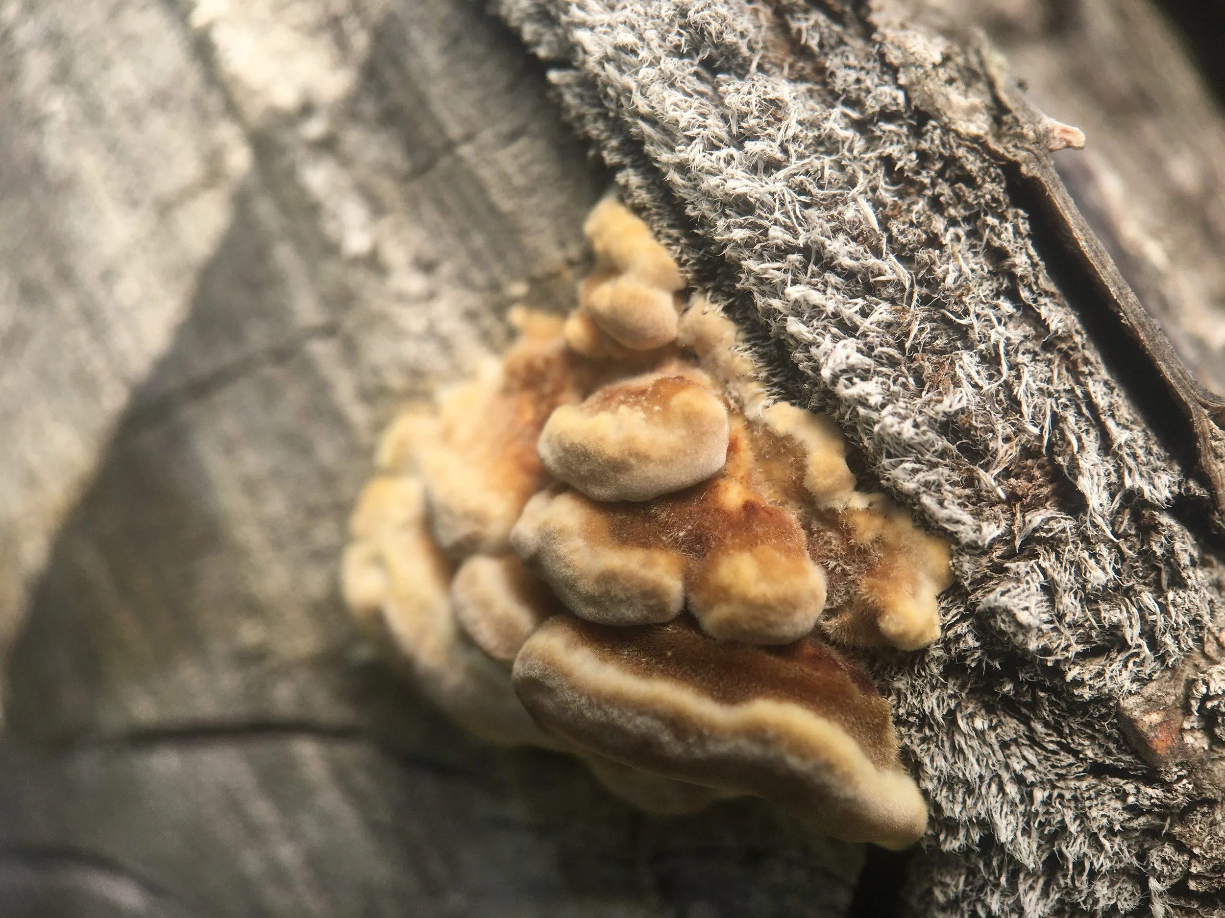 Close-up of bracket fungi, known as shelf fungi, growing on tree bark.