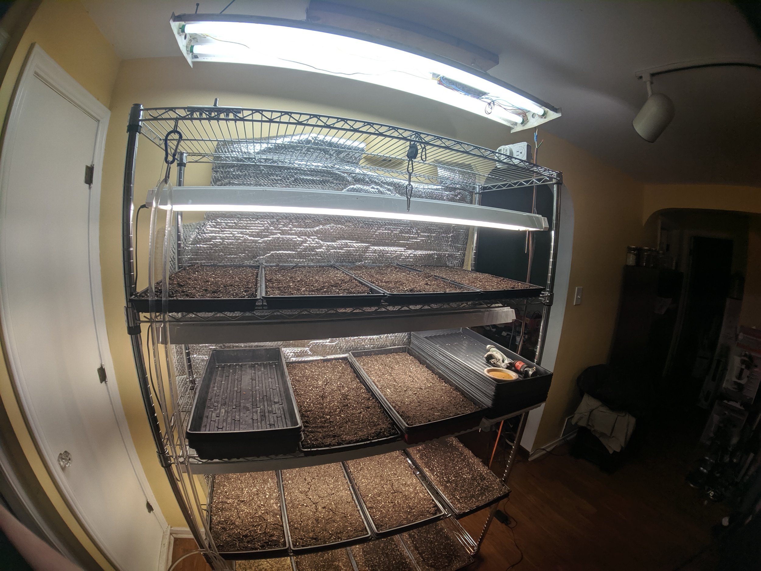 Indoor shelving unit with seed trays under grow lights in home setting