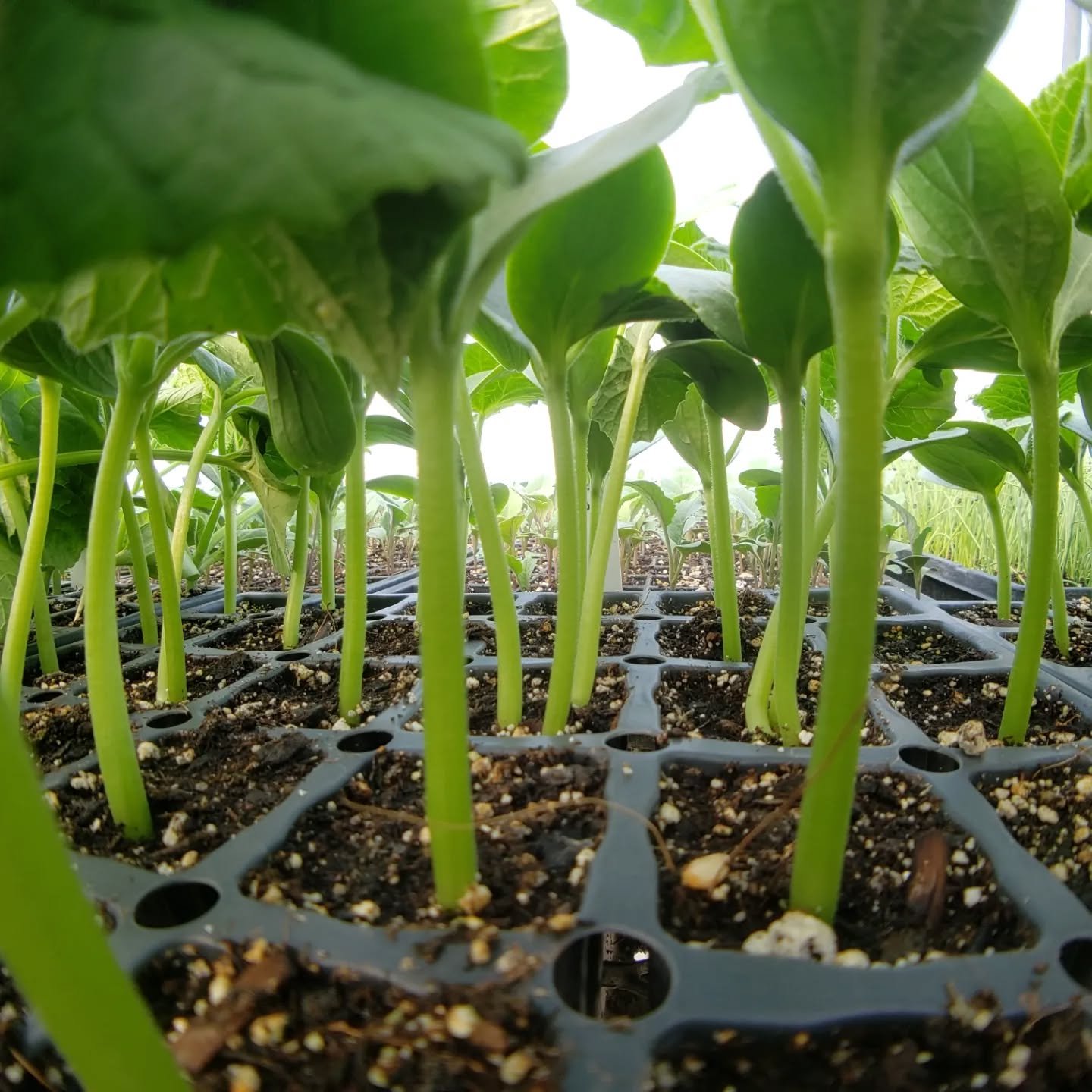 Some close up shots around the farm!