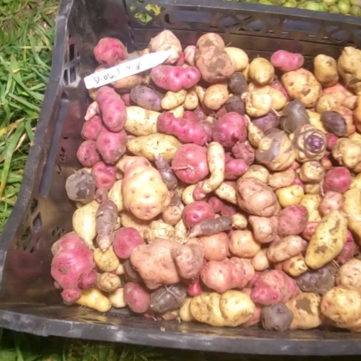 Potato harvest at Heron Creek Farms! Here are some of the results from the open pollinated botanical seed landraces we are working with to begin breeding trials. These are the first steps towards creating new potato varieties that have the potential