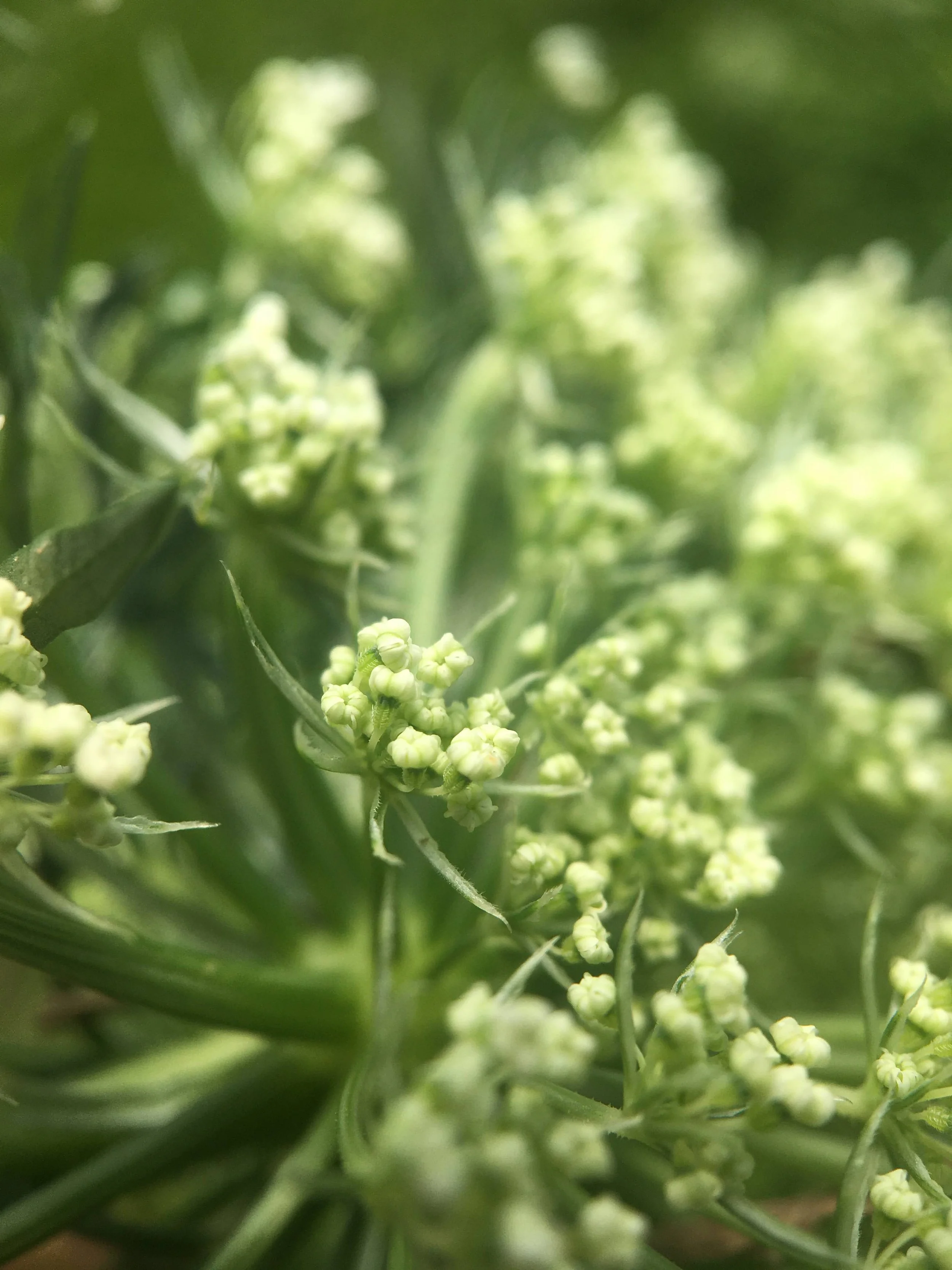 Close-up of small white flowers with green stems and leaves.