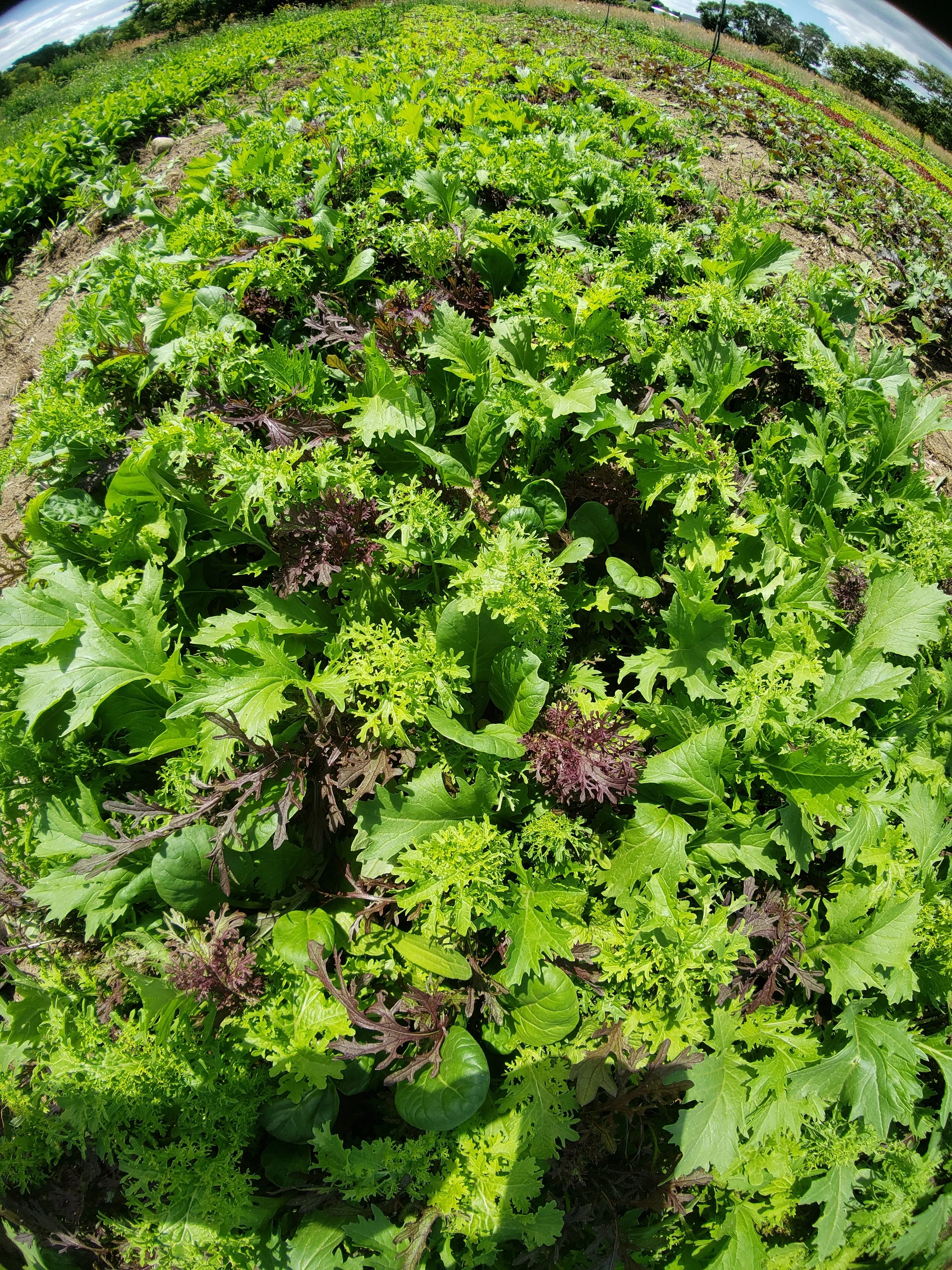 Field of mixed leafy greens, including mustard greens and lettuce.