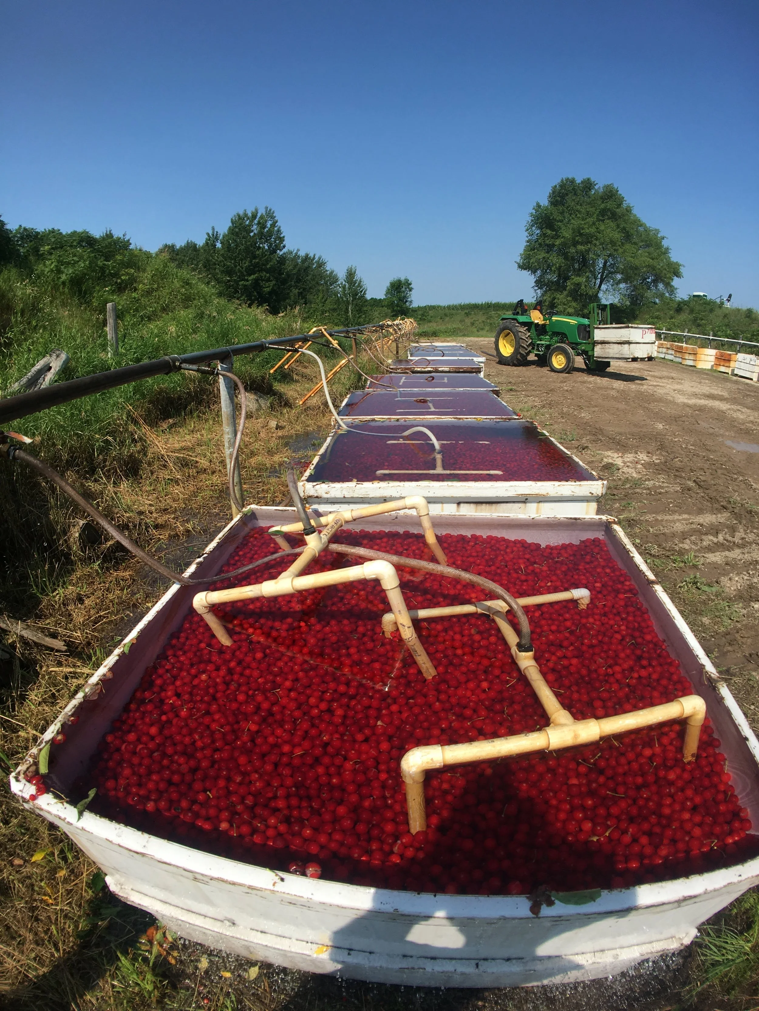 Cranberries being washed in large containers on a farm with a tractor nearby.