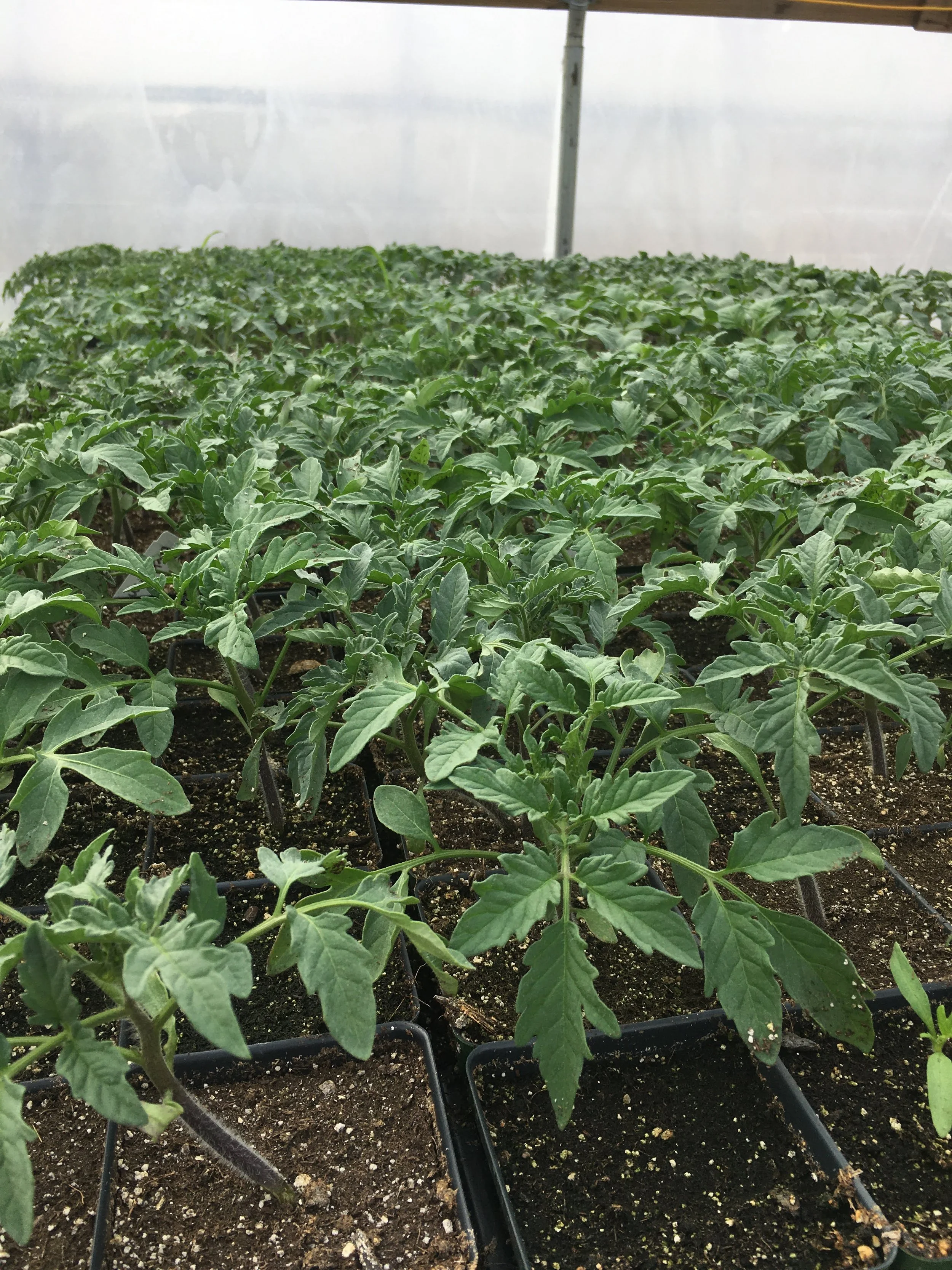 Young tomato plants in pots in a greenhouse.