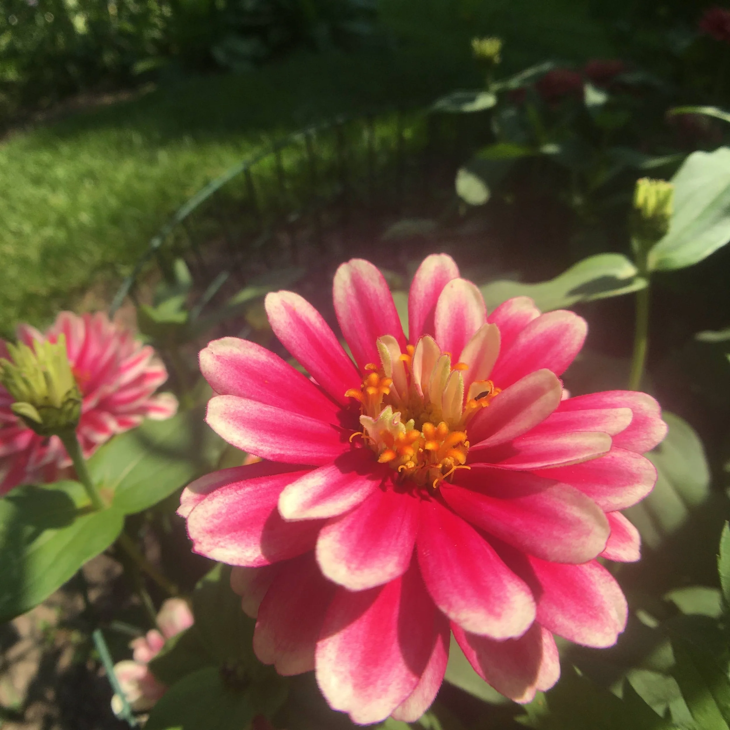 Close-up of a vibrant pink zinnia flower in a garden, surrounded by green foliage and partially blurred background.
