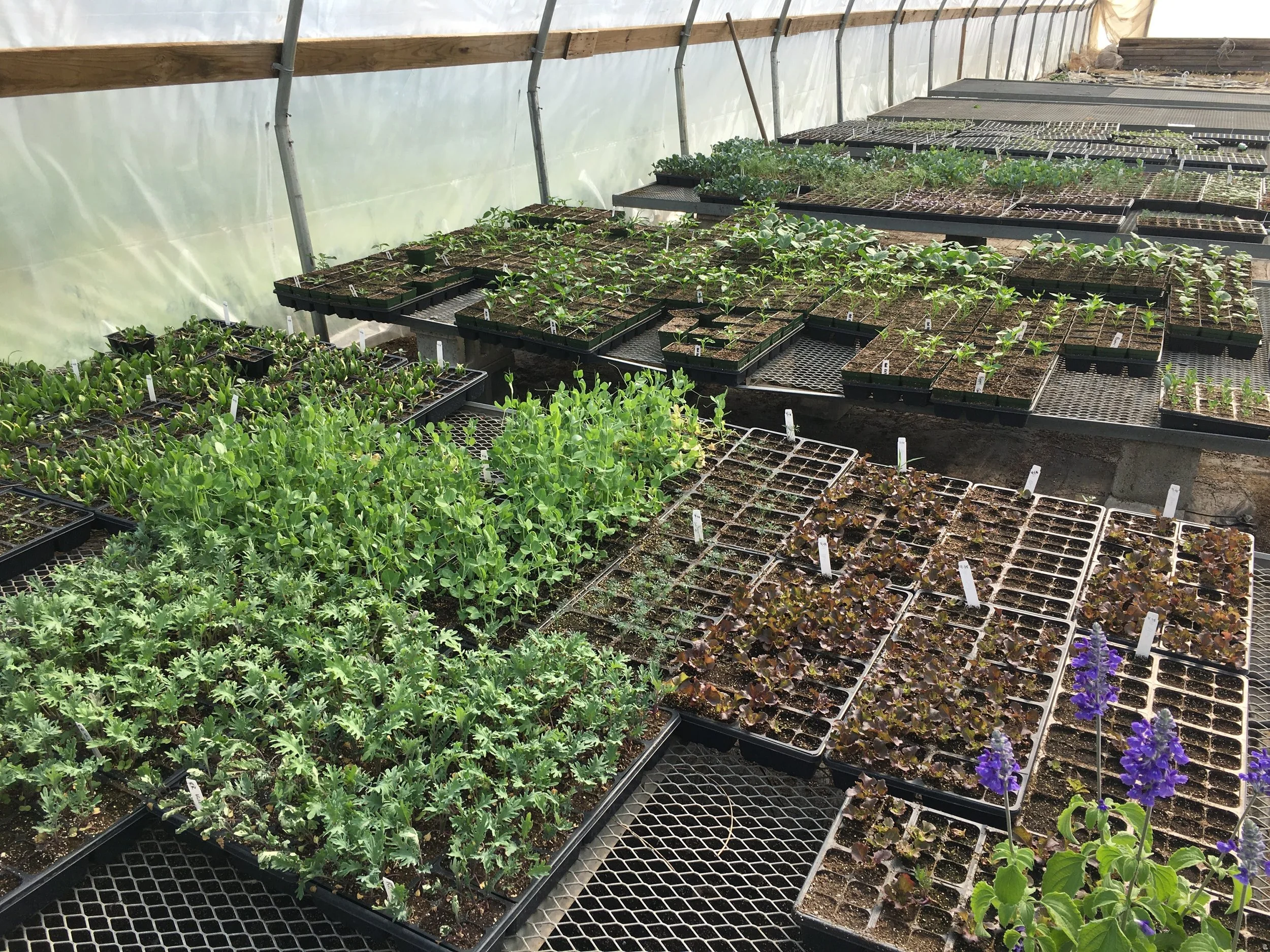 Plants and seedlings in trays inside a greenhouse