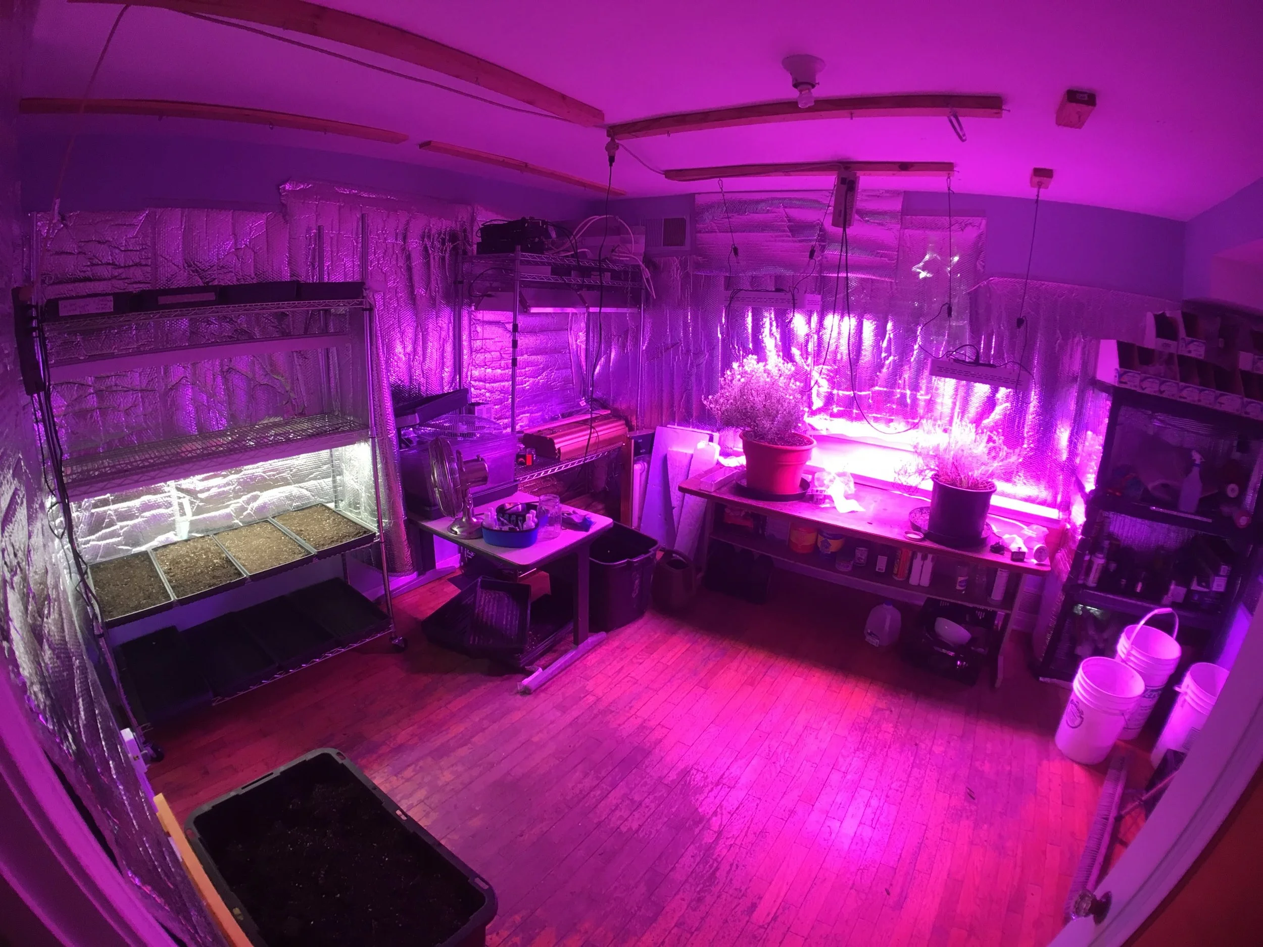 Indoor hydroponic grow room with purple LED lights, potted plants, metal shelves with soil trays, and gardening supplies.