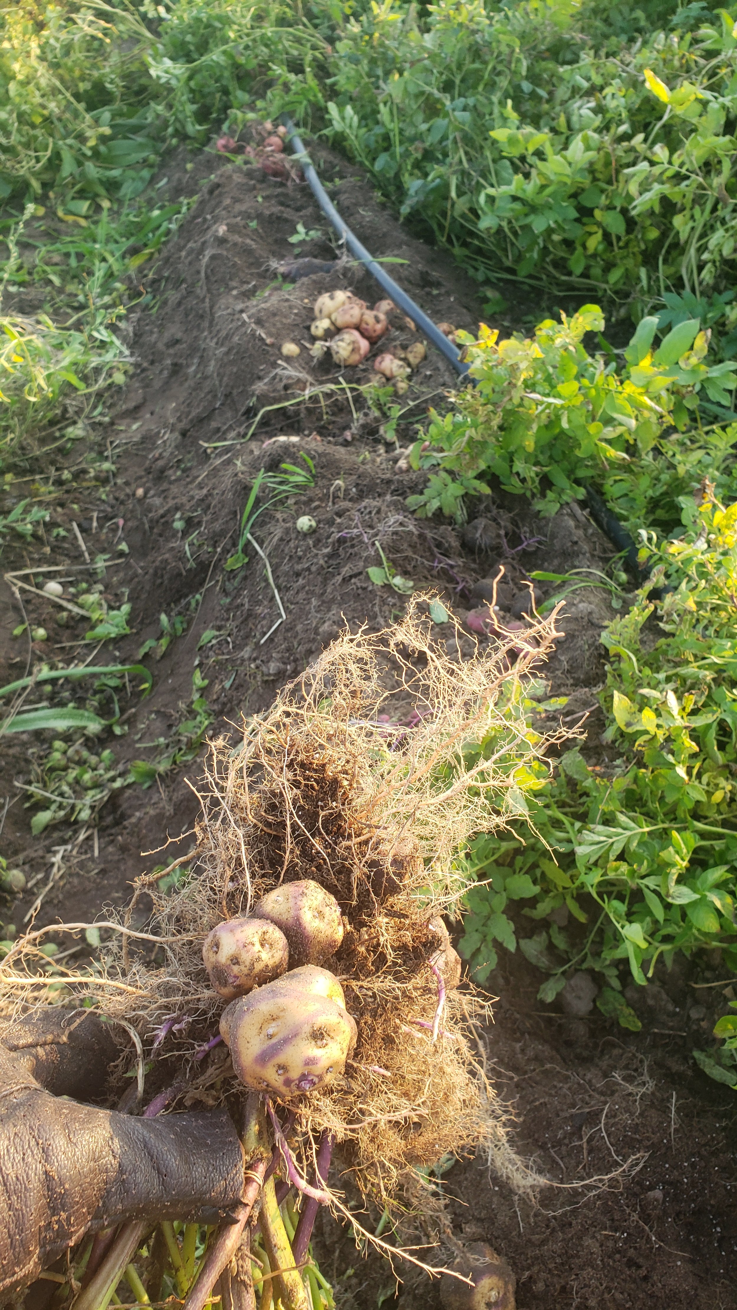 Freshly harvested potatoes with roots in a field, surrounded by green foliage and soil, with irrigation pipe visible in the background.