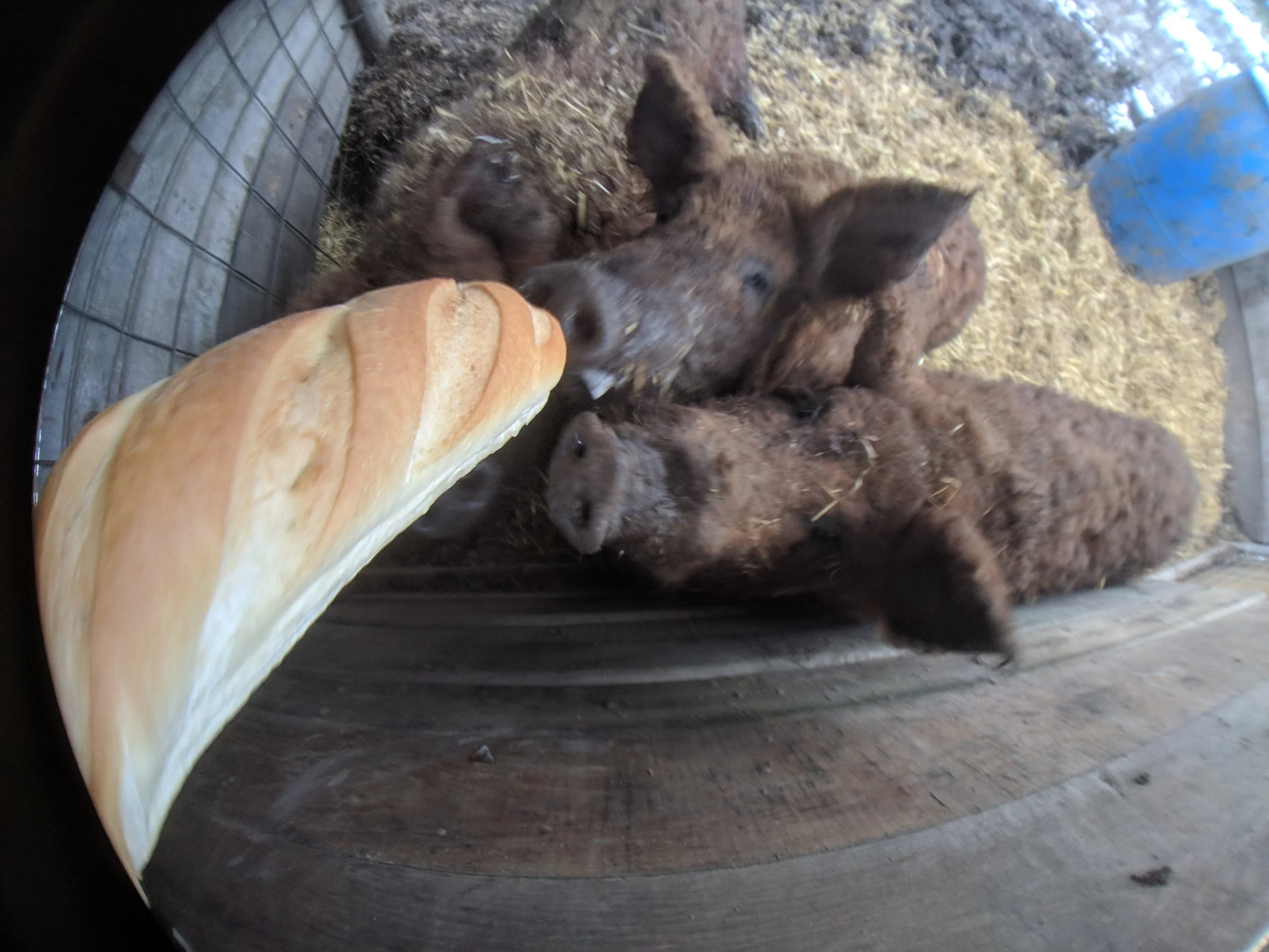 Fuzzy pigs in a pen reaching towards a loaf of bread.