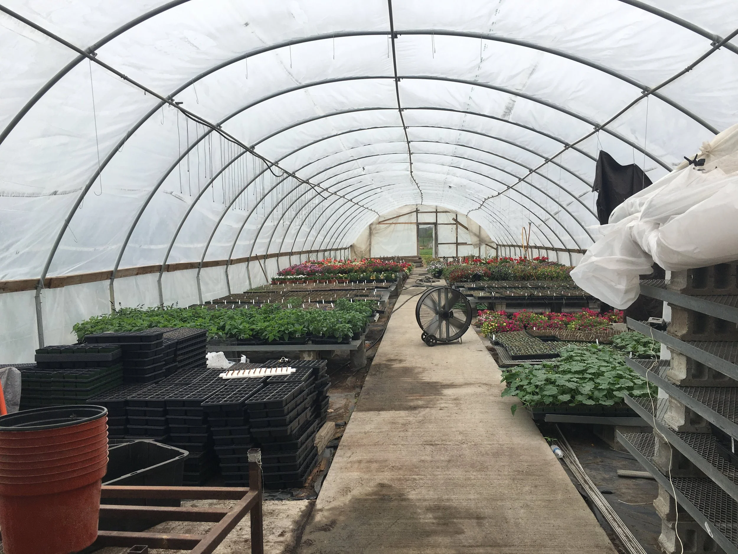 Interior of greenhouse with rows of plants